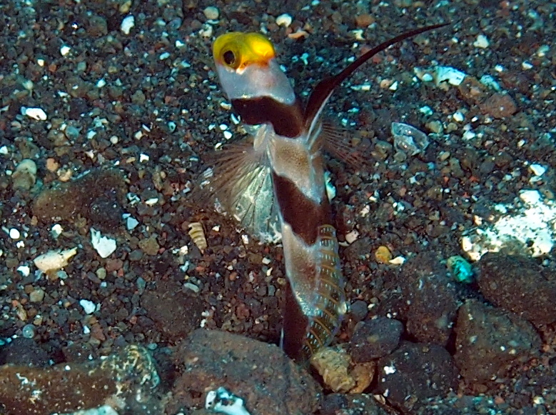 Black-Ray Shrimpgoby - Stonogobiops nematodes - Bali, Indonesia