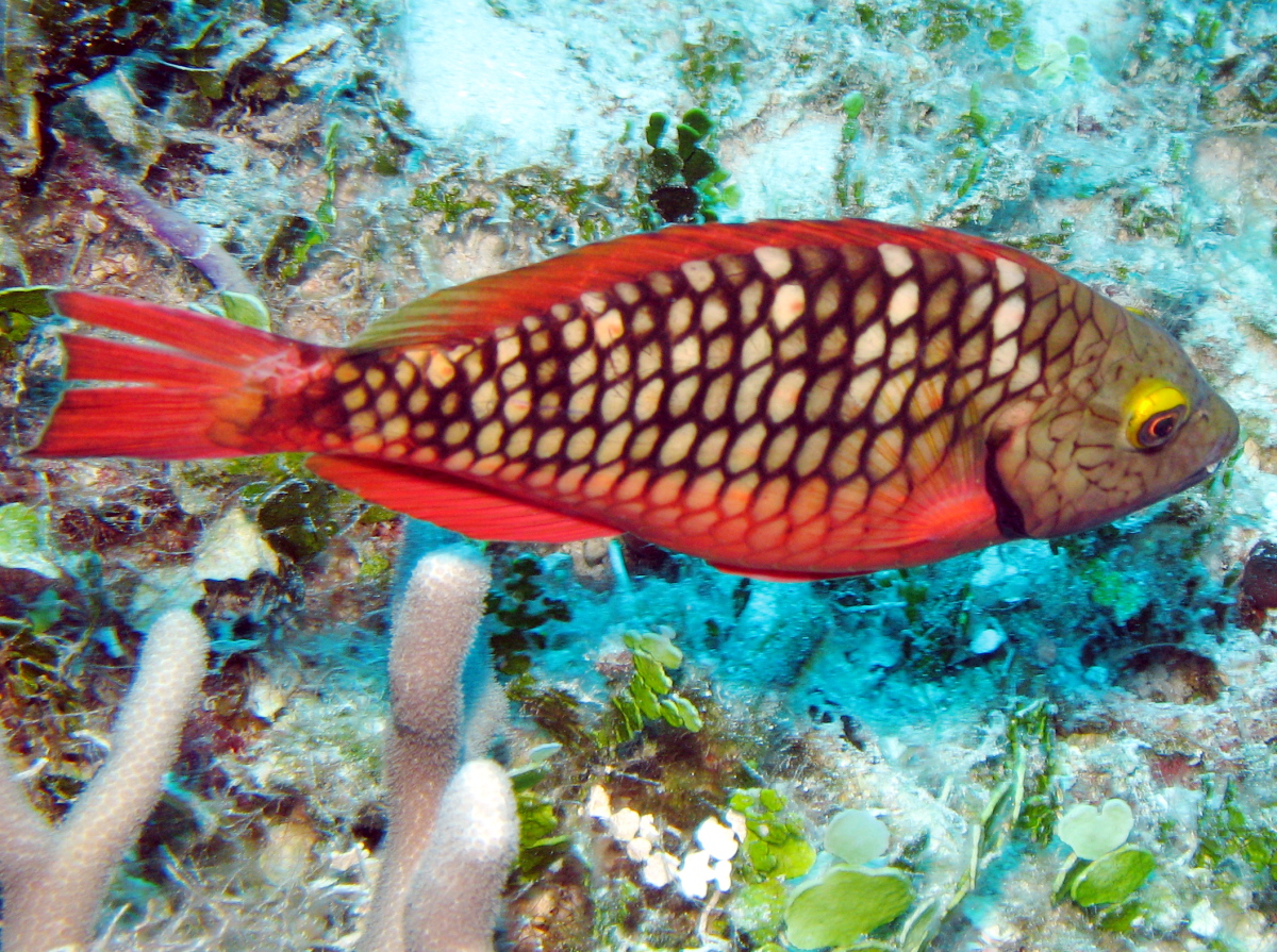 Stoplight Parrotfish - Sparisoma viride