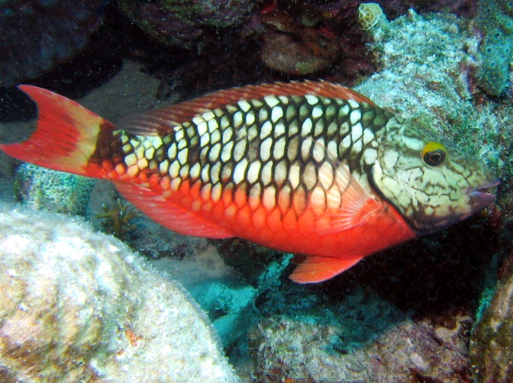 Stoplight Parrotfish - Sparisoma viride