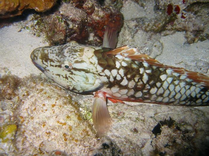 Stoplight Parrotfish - Sparisoma viride