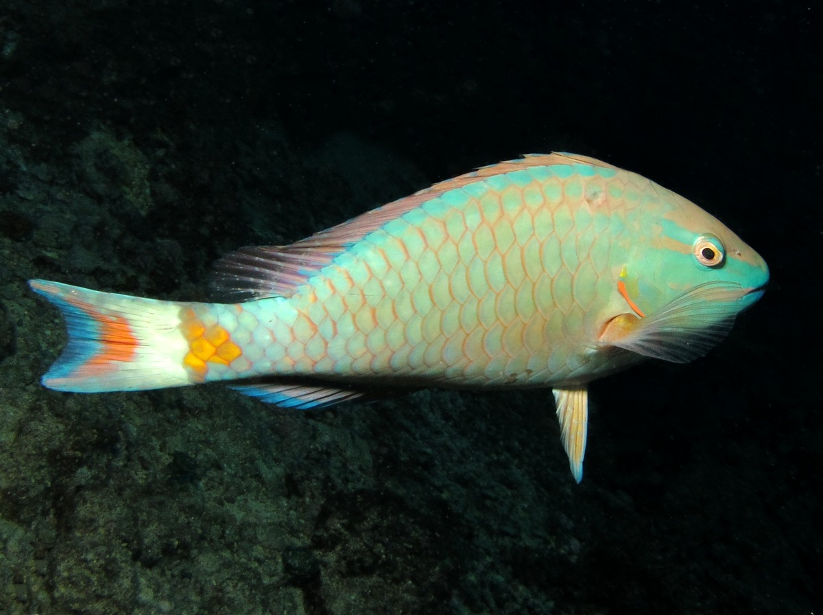 Stoplight Parrotfish - Sparisoma viride