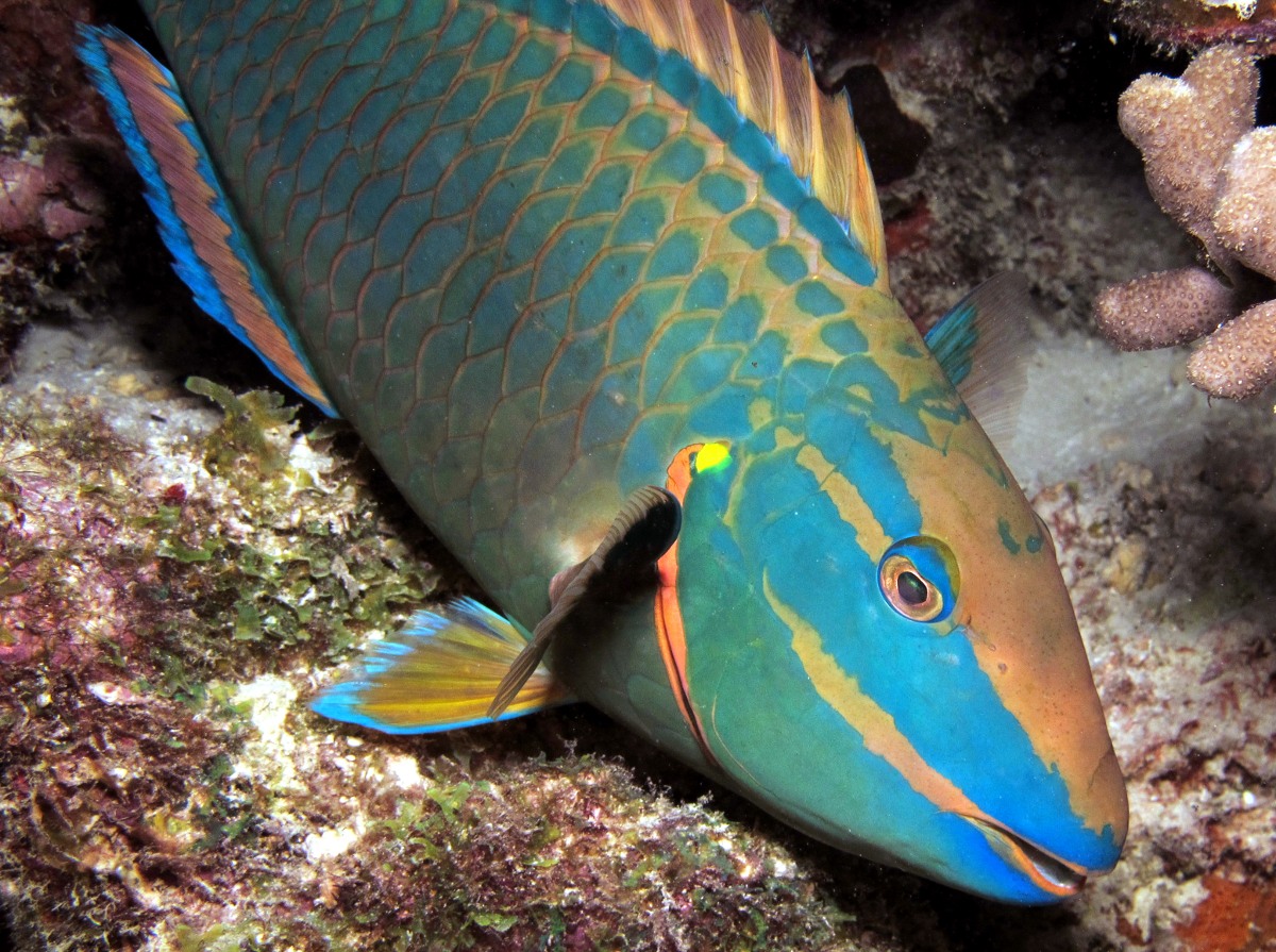 Stoplight Parrotfish - Sparisoma viride