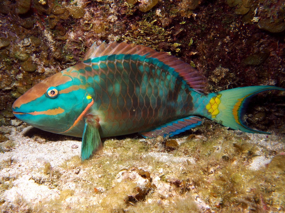 Stoplight Parrotfish - Sparisoma viride