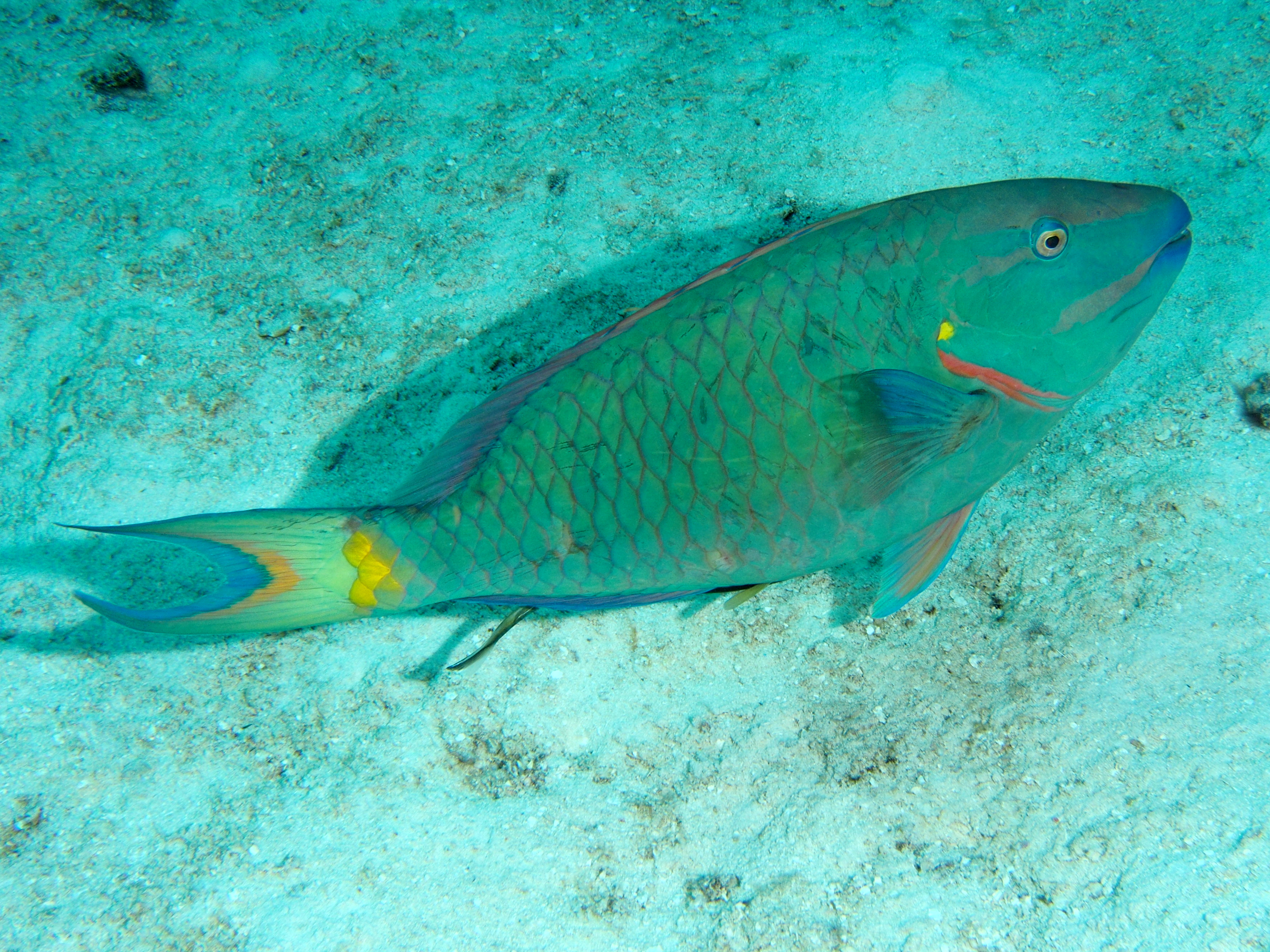 Stoplight Parrotfish - Sparisoma viride