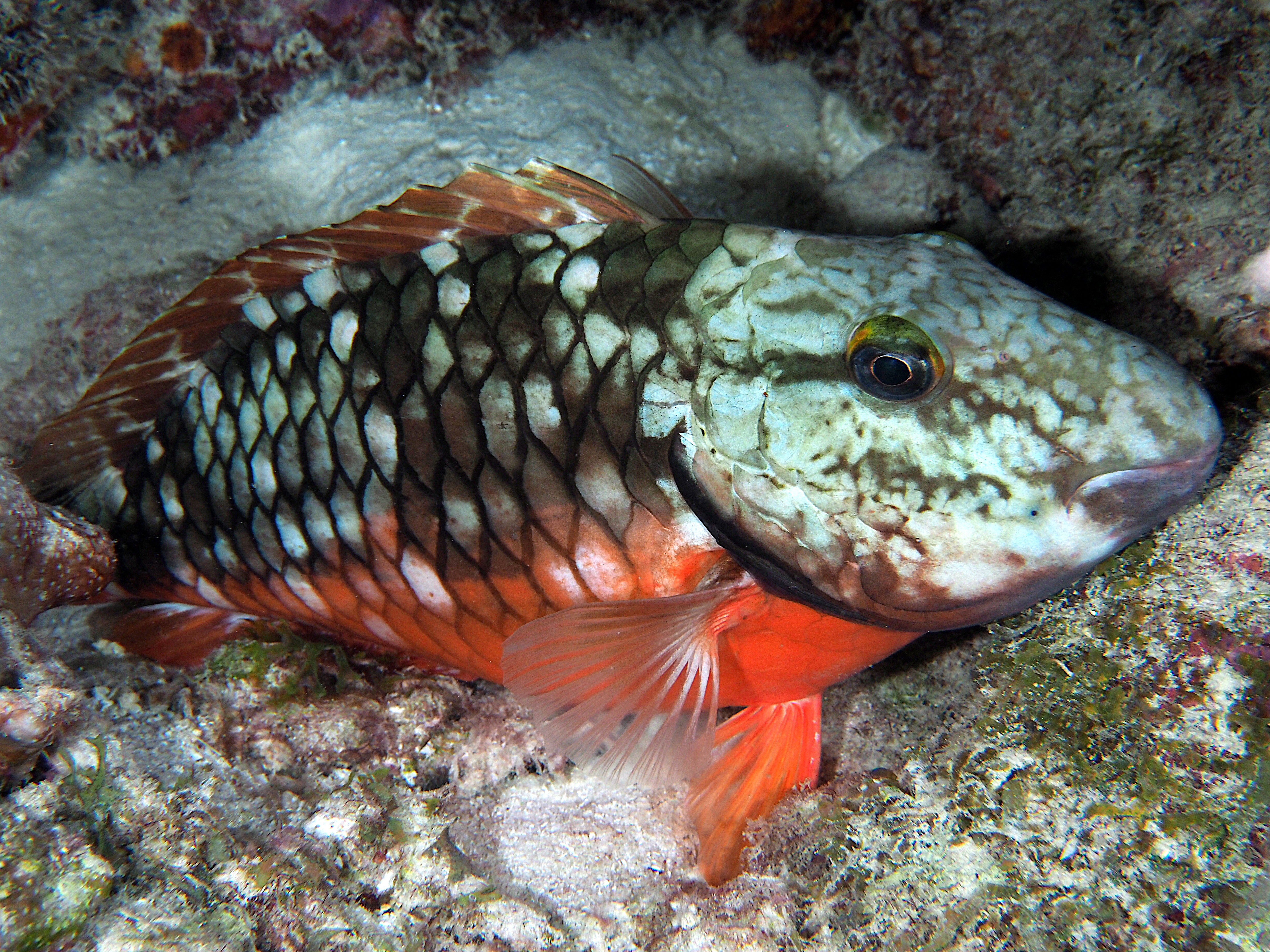 Stoplight Parrotfish - Sparisoma viride