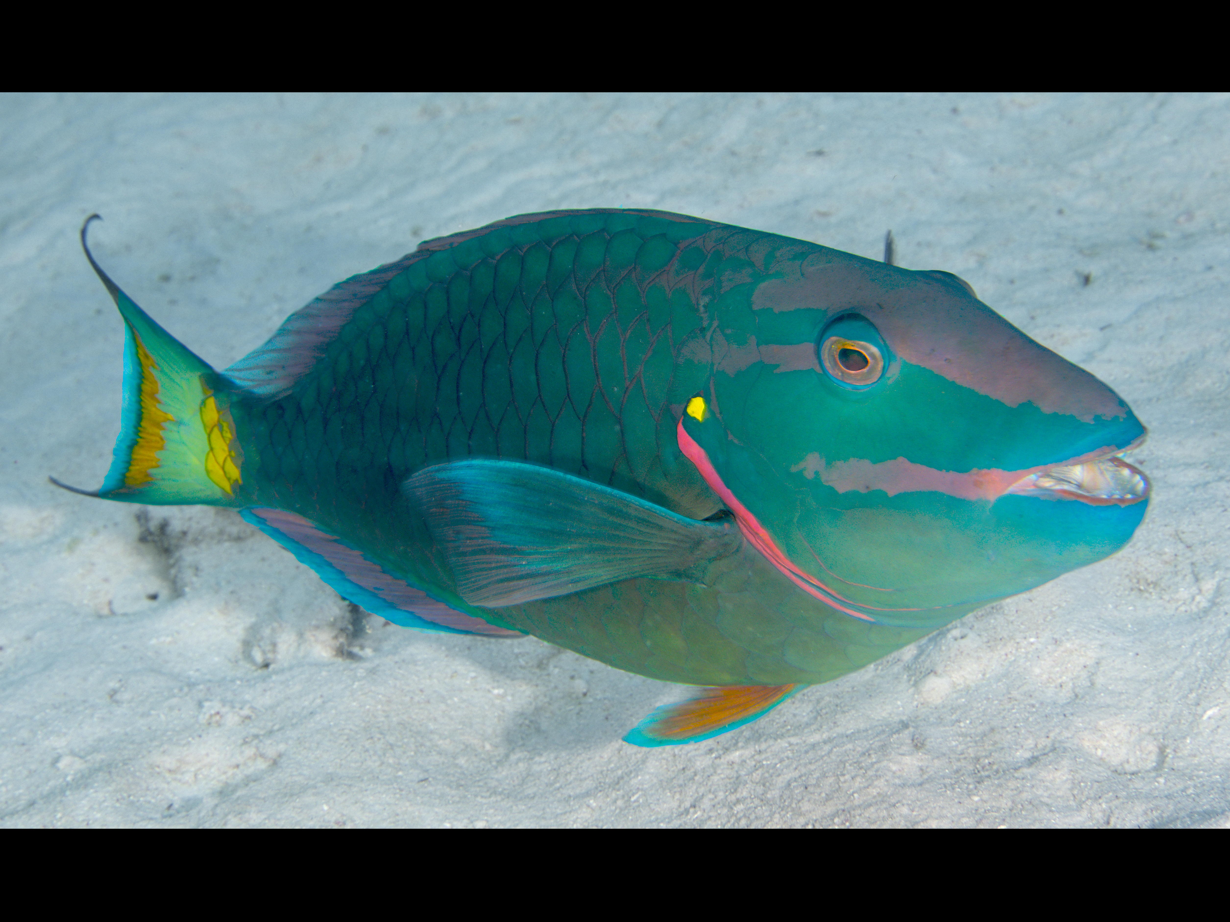 Stoplight Parrotfish - Sparisoma viride