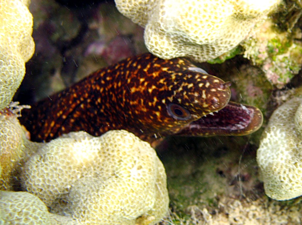 Stout Moray Eel - Gymnothorax eurostus