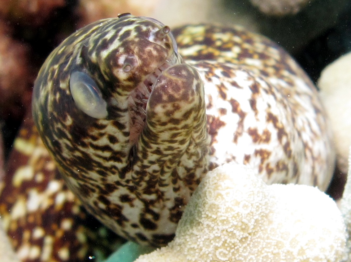 Stout Moray Eel - Gymnothorax eurostus