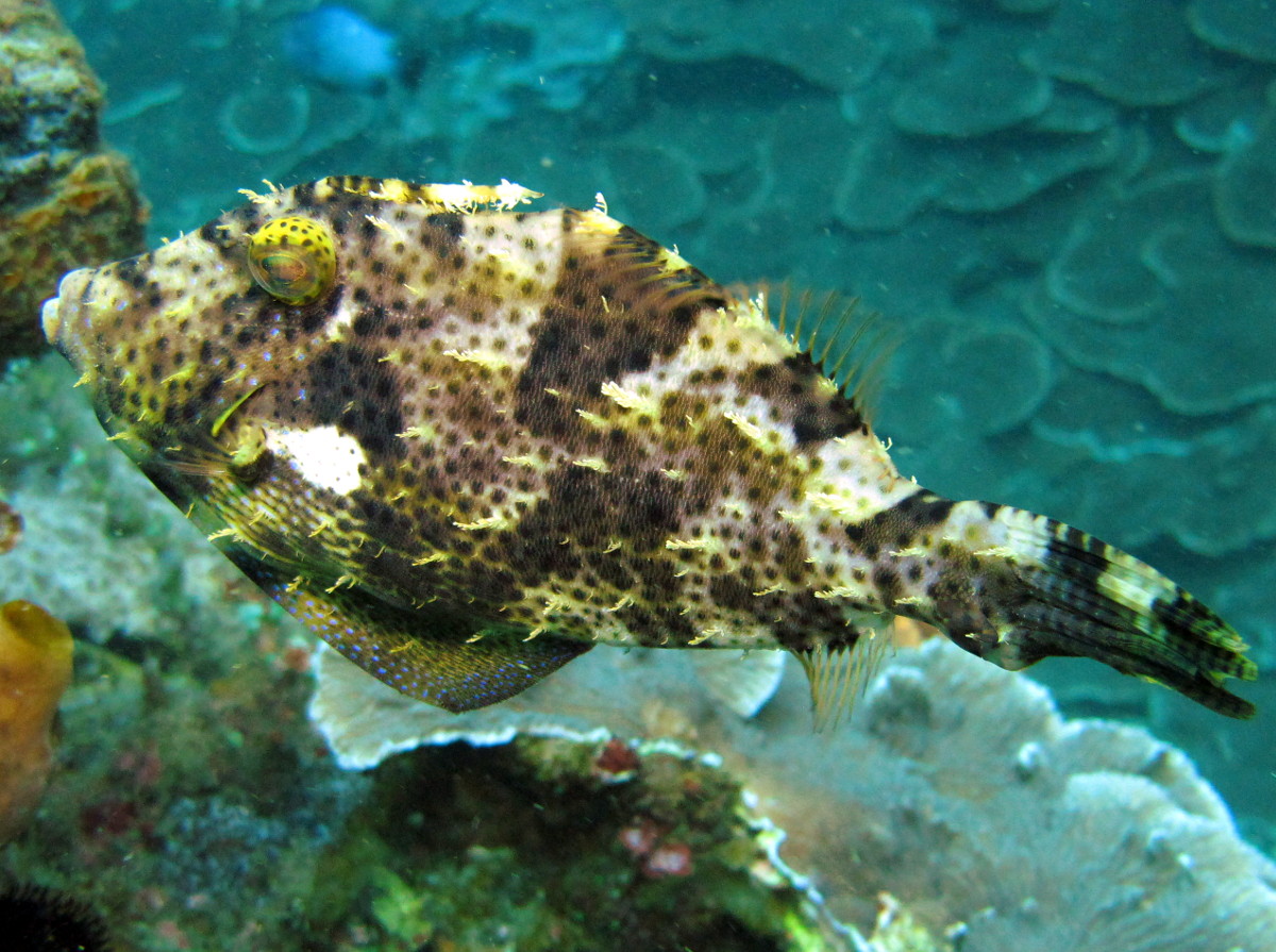 Strapweed Filefish - Pseudomonacanthus macrurus