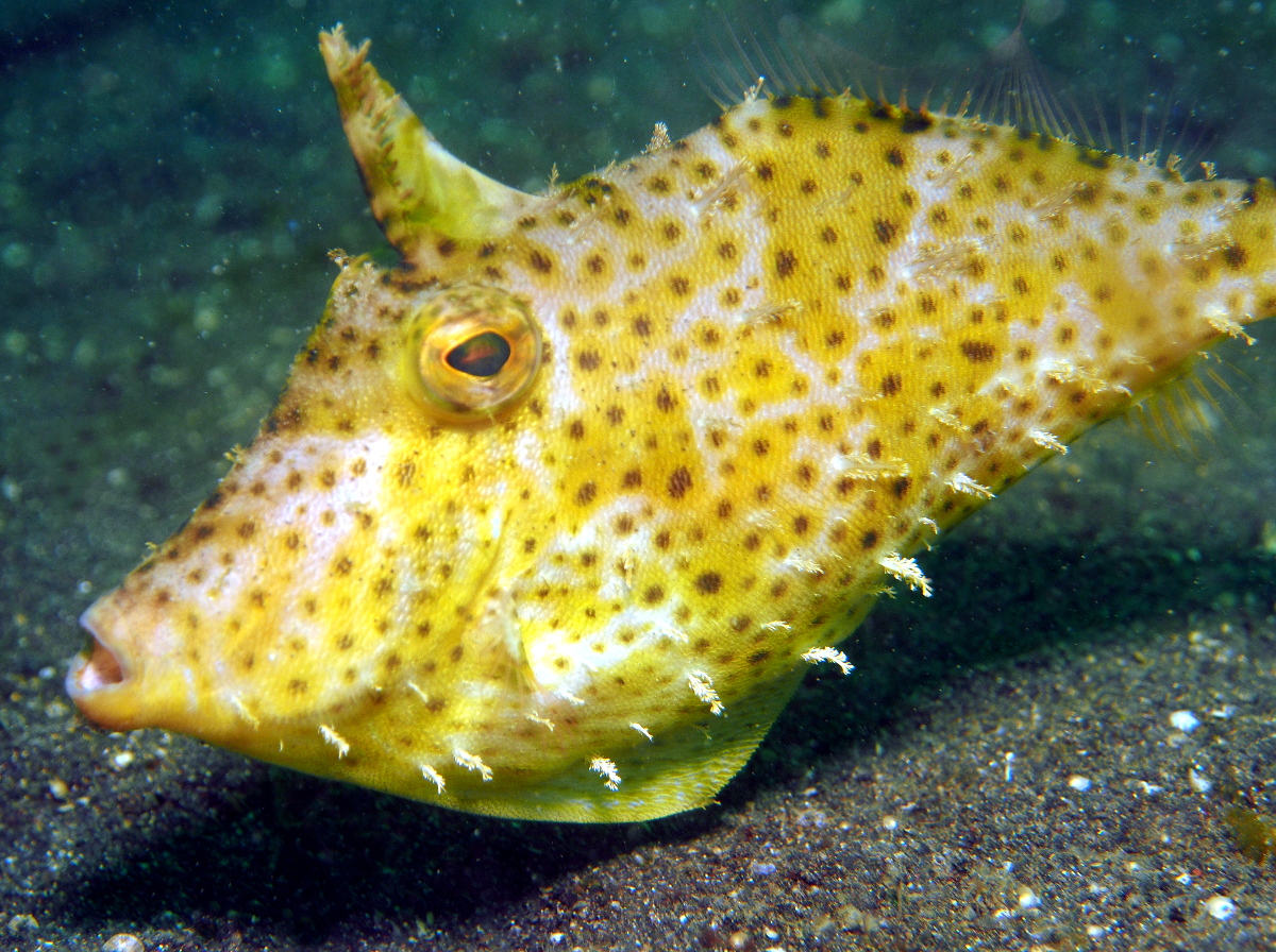 Strapweed Filefish - Pseudomonacanthus macrurus