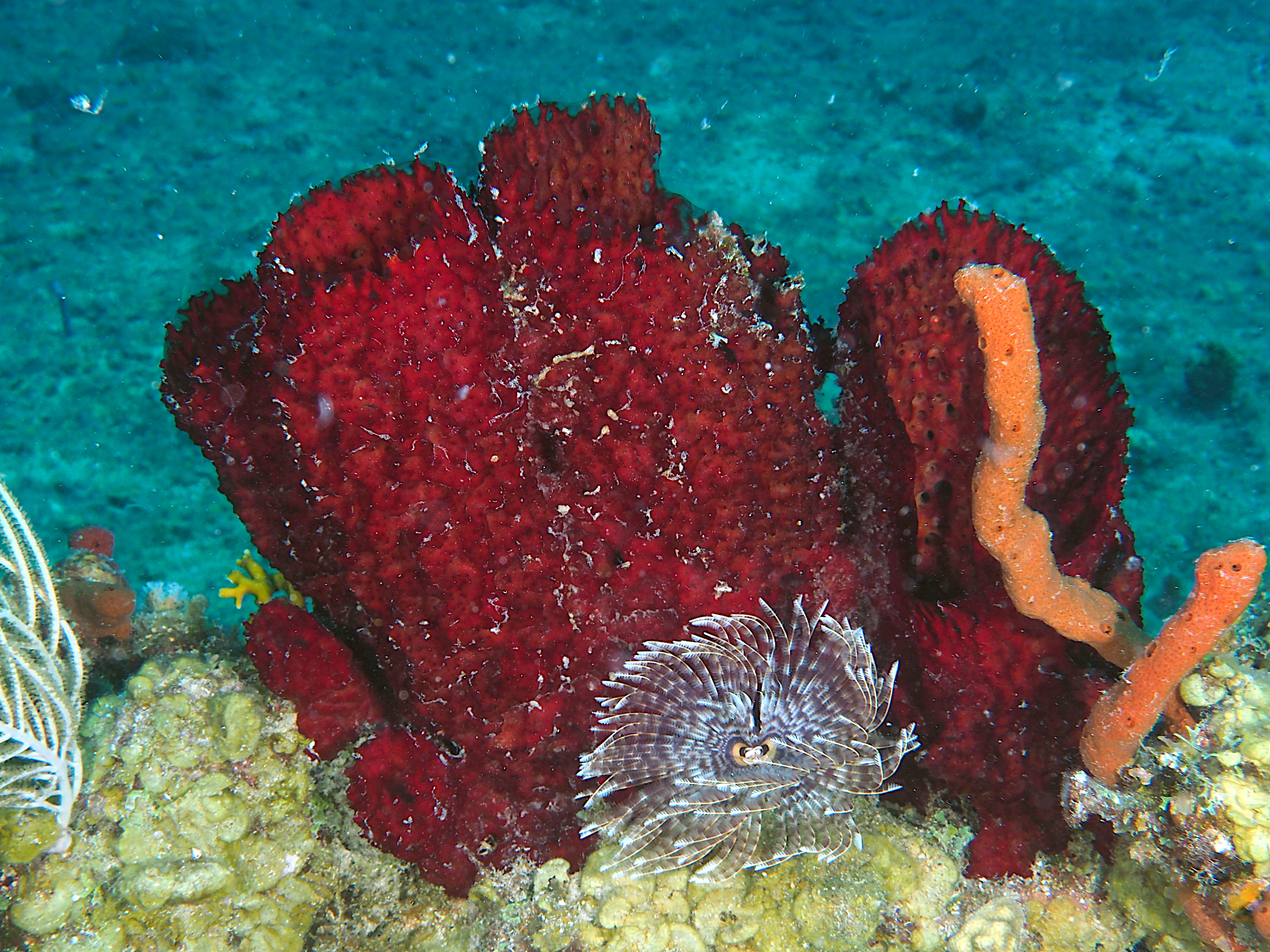 Strawberry Vase Sponge - Mycale (Arenochalina) laxissima
