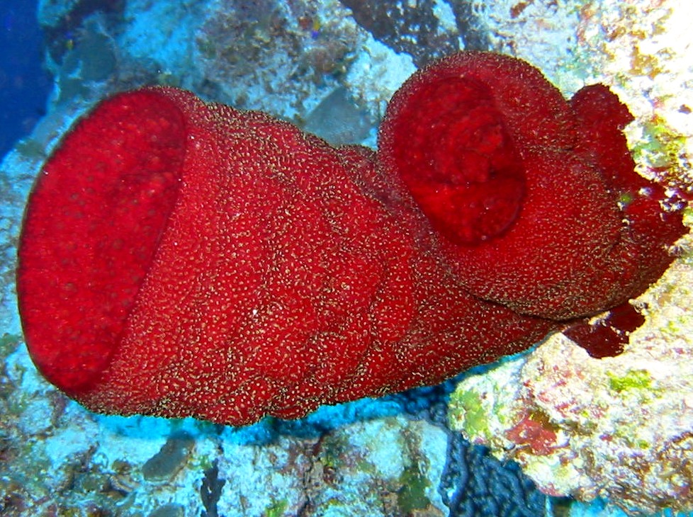 Strawberry Vase Sponge - Mycale laxissima