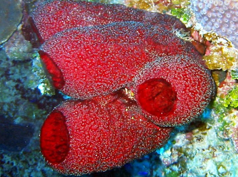 Strawberry Vase Sponge - Mycale laxissima