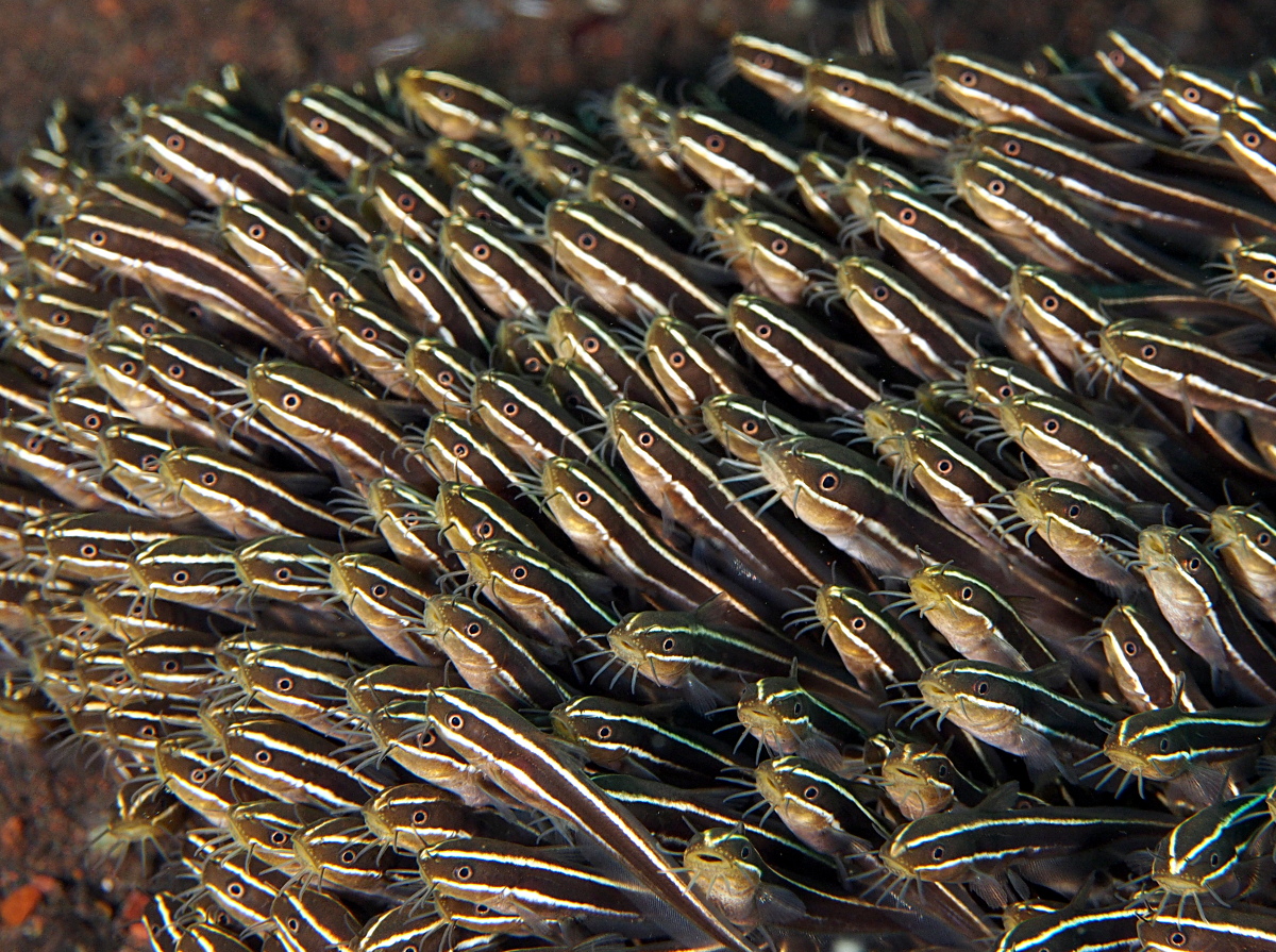 Striped Catfish - Plotosus lineatus