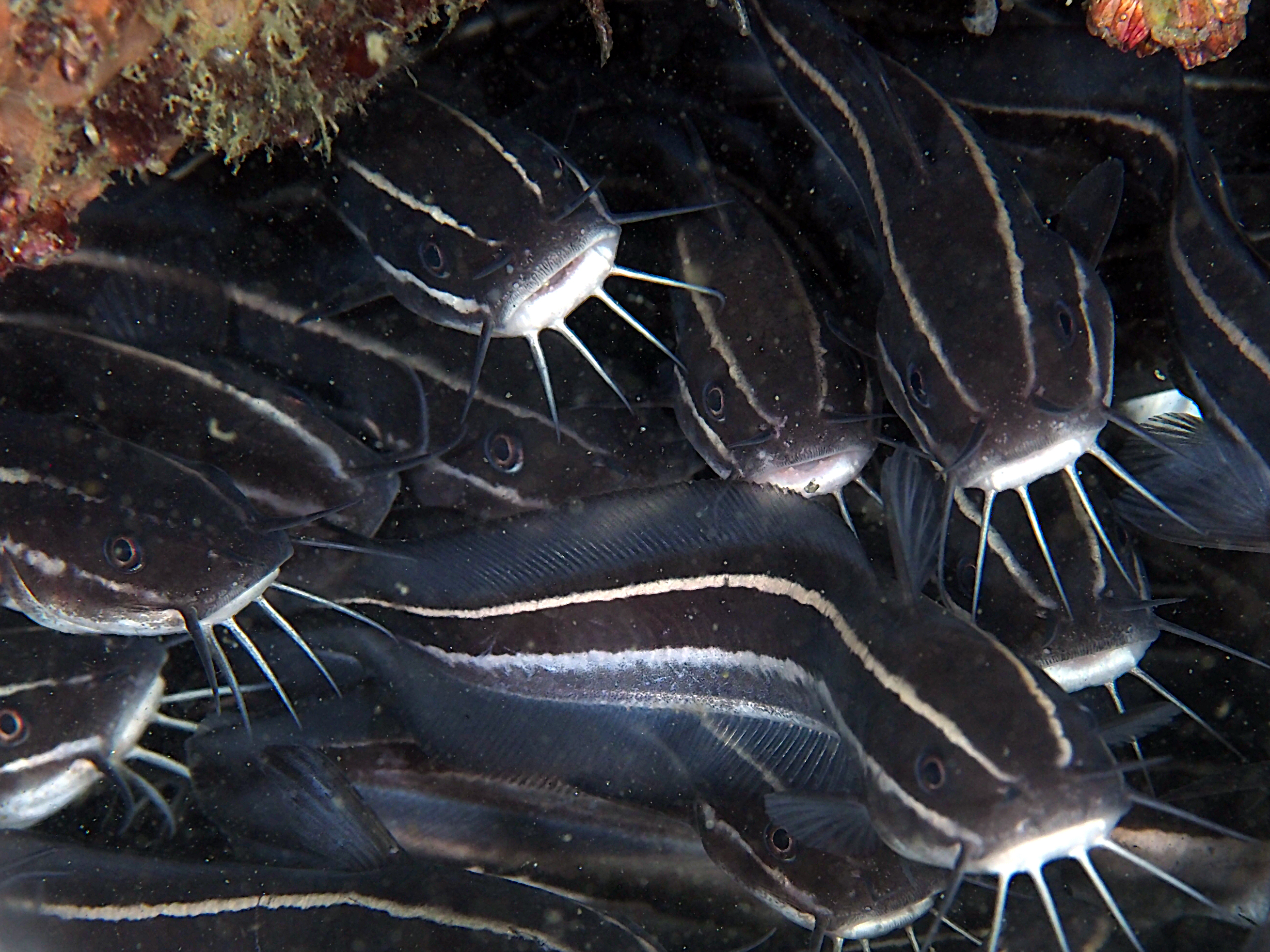 Striped Catfish - Plotosus lineatus