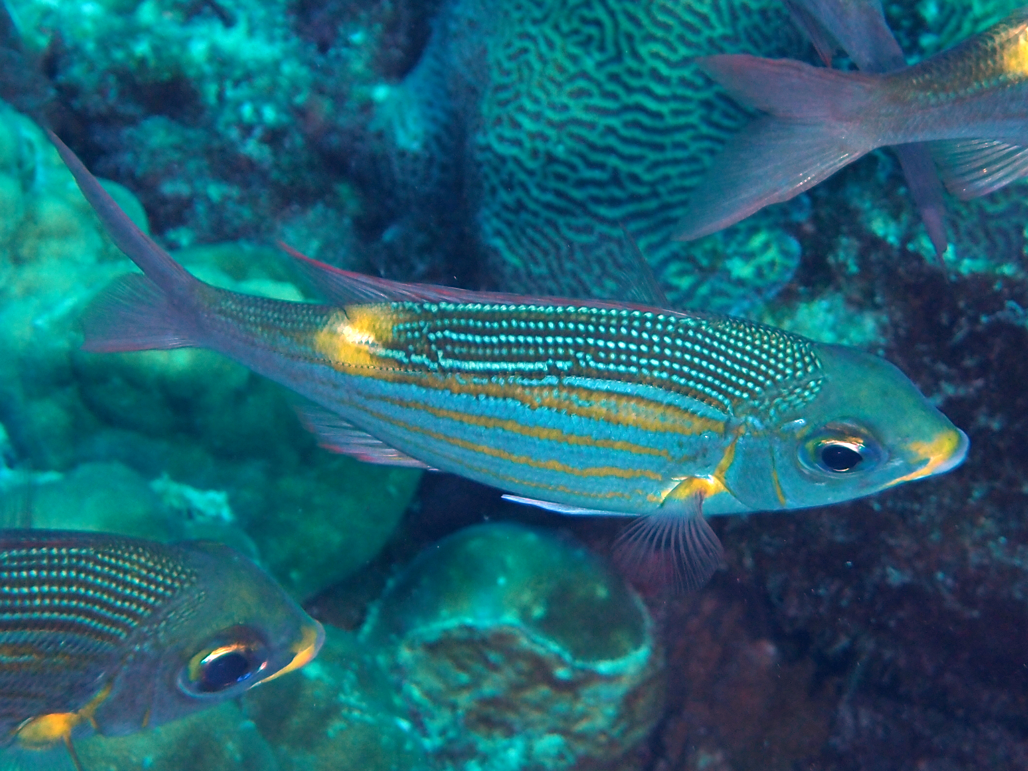 Striped Large-Eye Bream - Gnathodentex aureolineatus