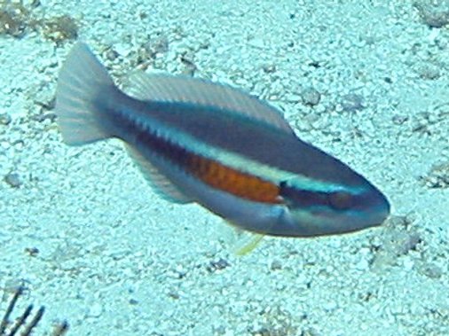 Striped Parrotfish - Scarus iseri
