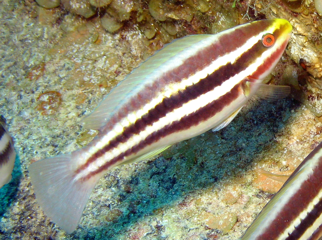 Striped Parrotfish - Scarus iserti