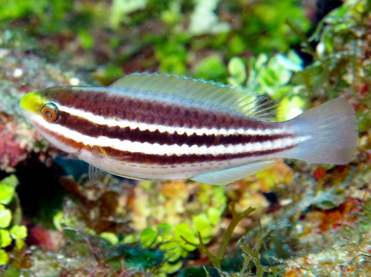 Striped Parrotfish - Scarus iseri