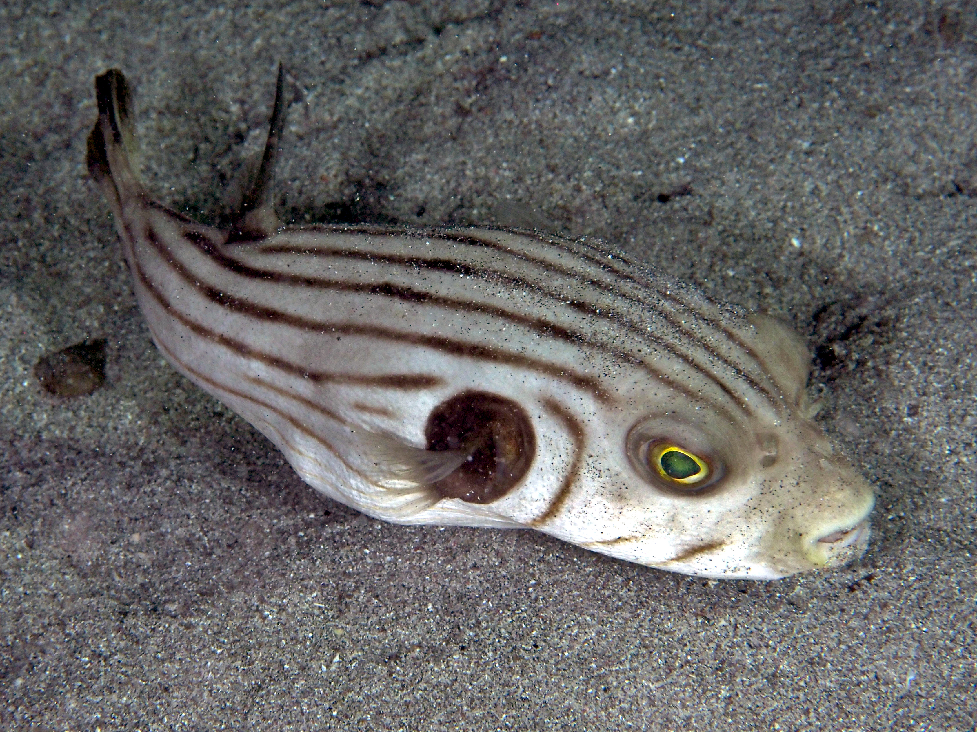 Striped Puffer - Arothron manilensis