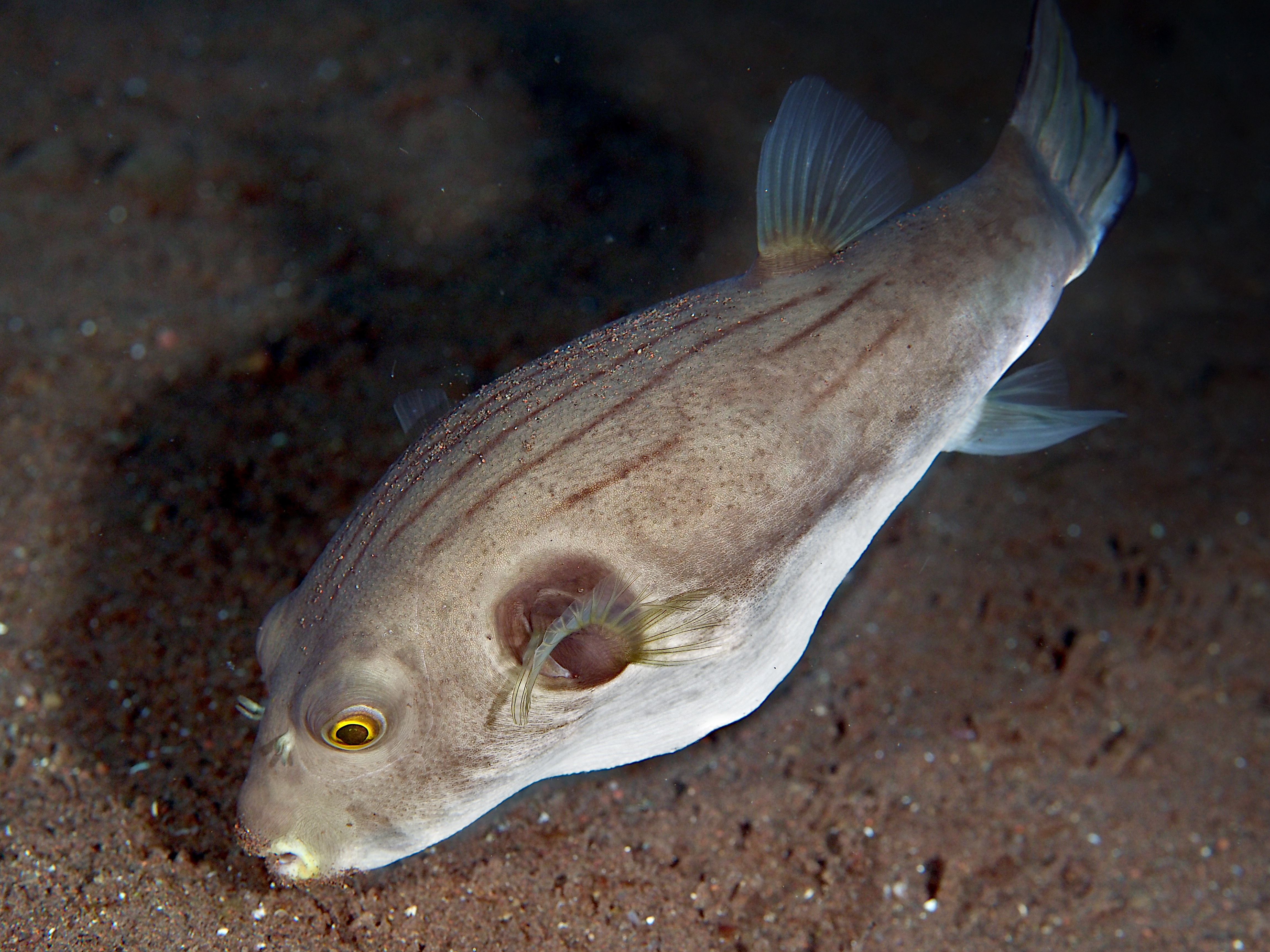 Striped Puffer - Arothron manilensis