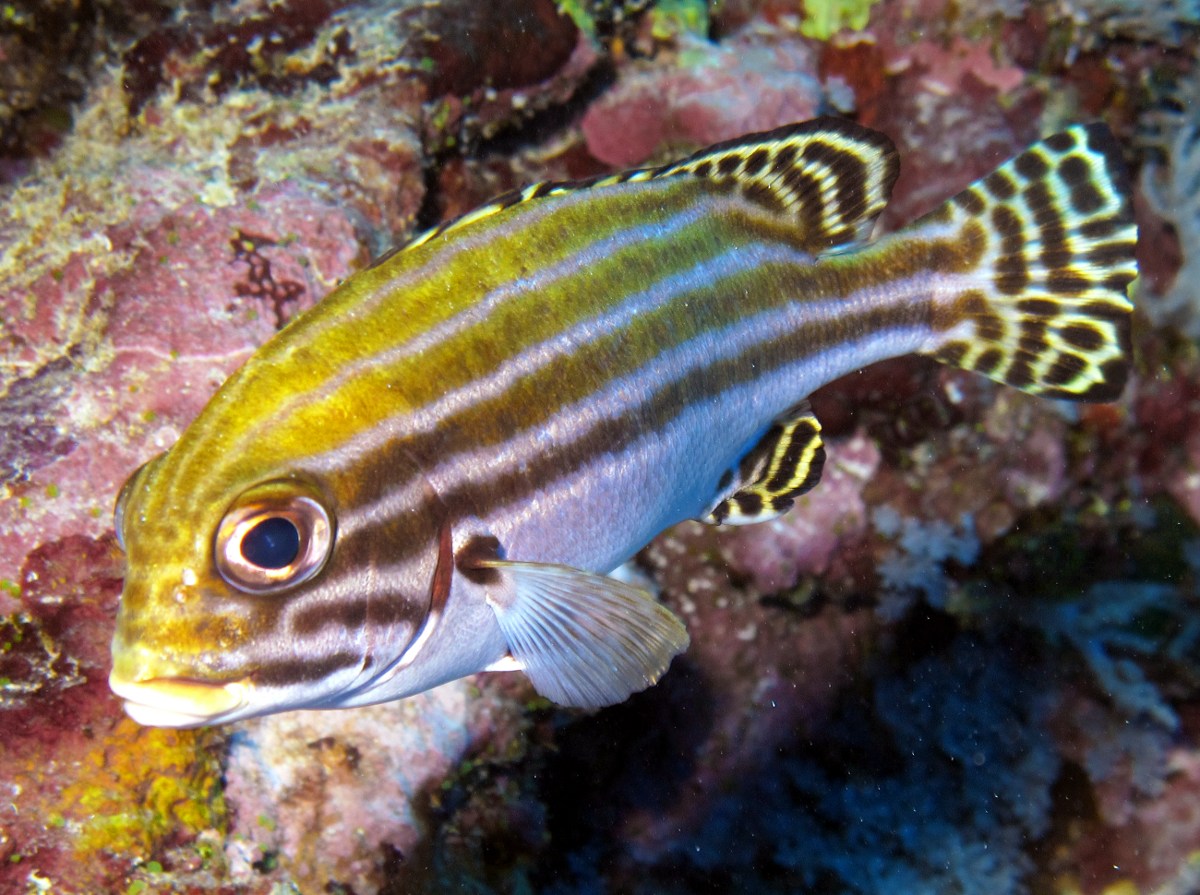 Striped Sweetlips - Plectorhinchus lessonii - Yap, Micronesia