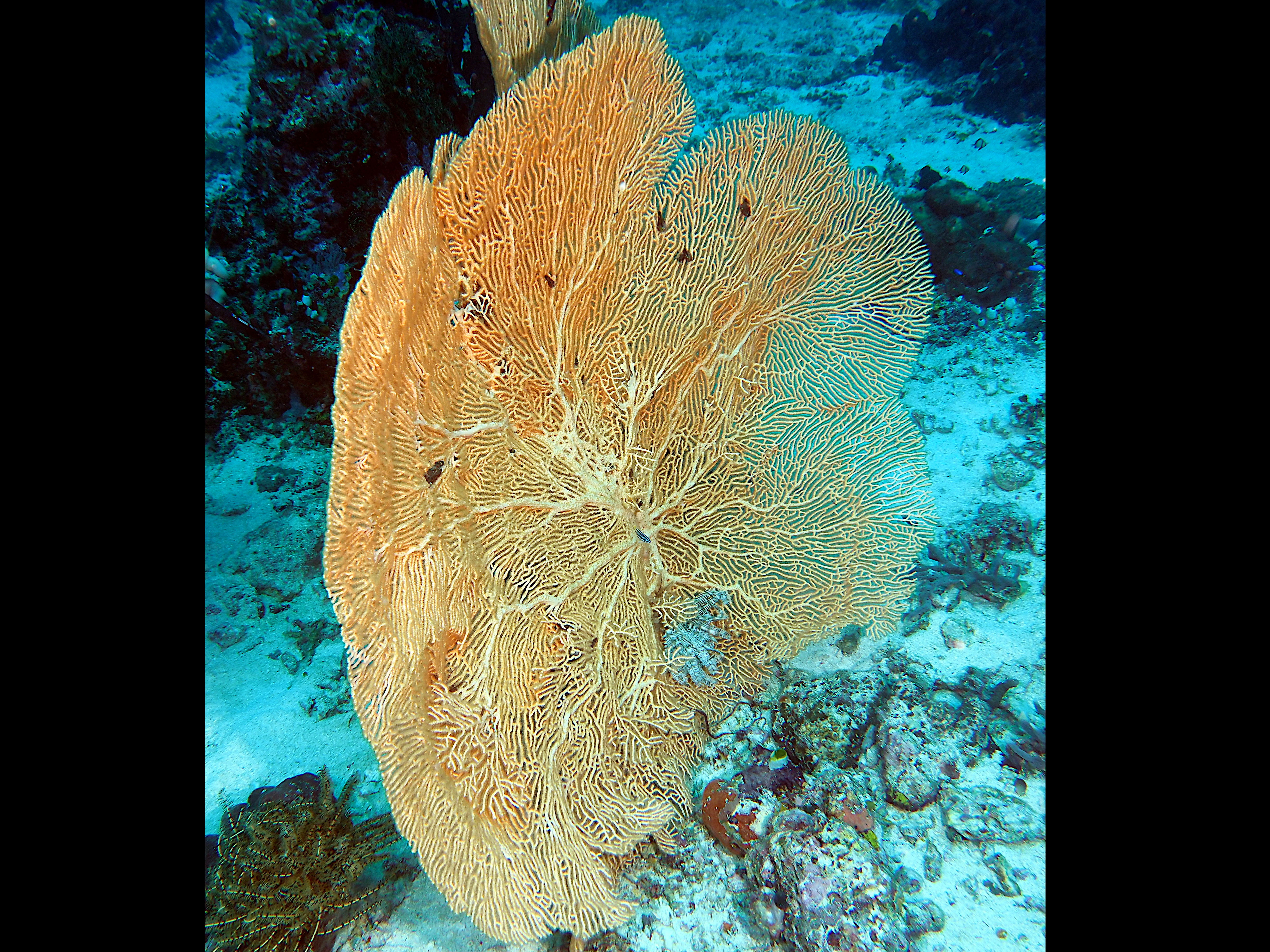 Giant Sea Fan - Annella mollis