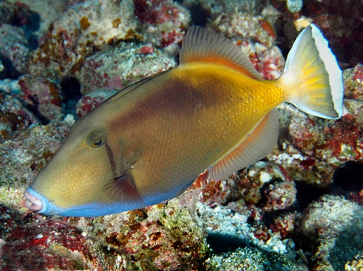 Flagtail Triggerfish - Sufflamen chrysopterum