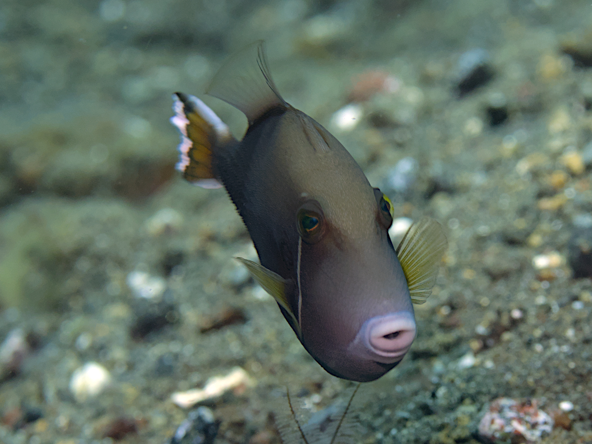 Flagtail Triggerfish - Sufflamen chrysopterum