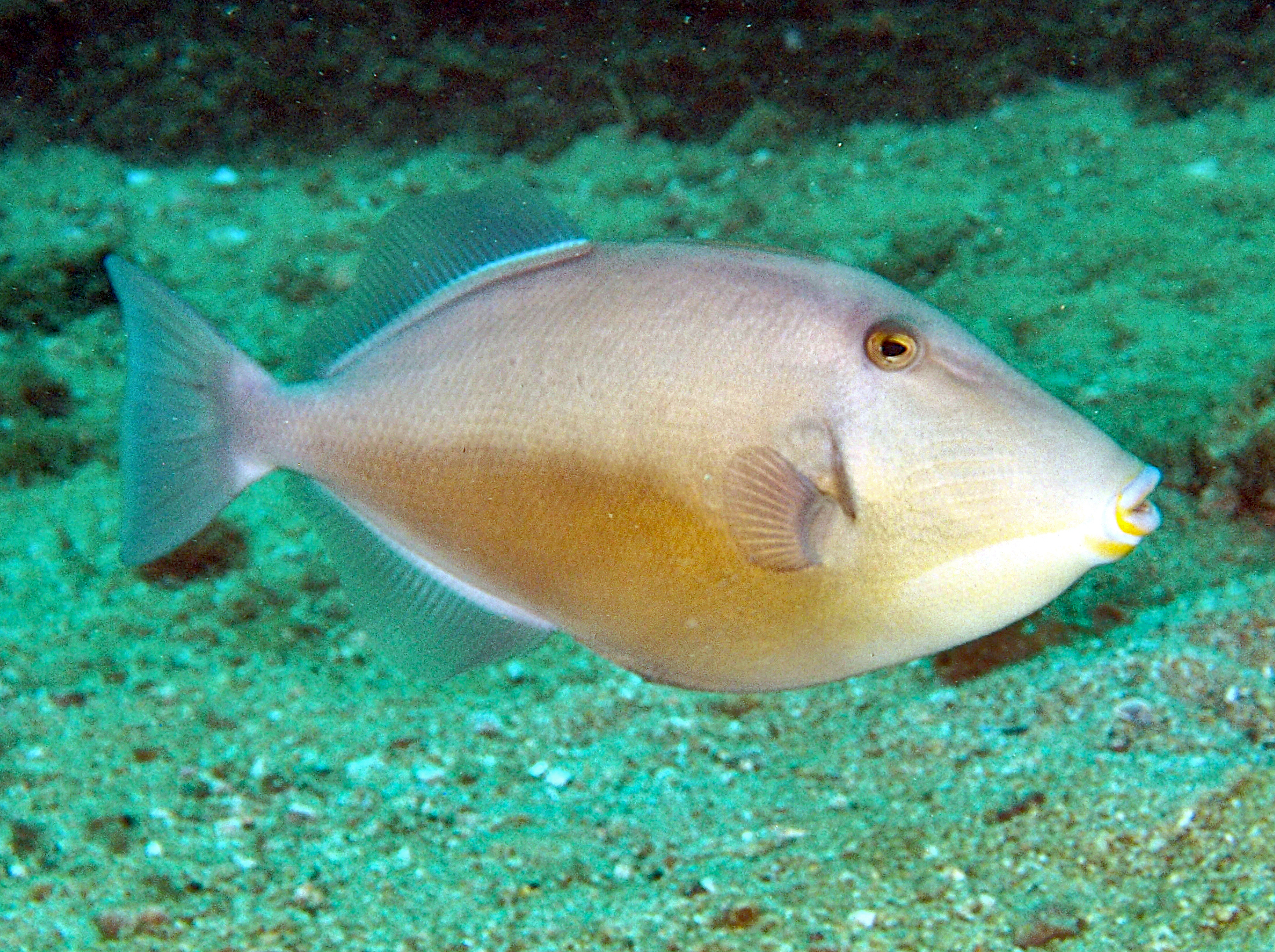 Orangeside Triggerfish - Sufflamen verres - Cabo San Lucas, Mexico