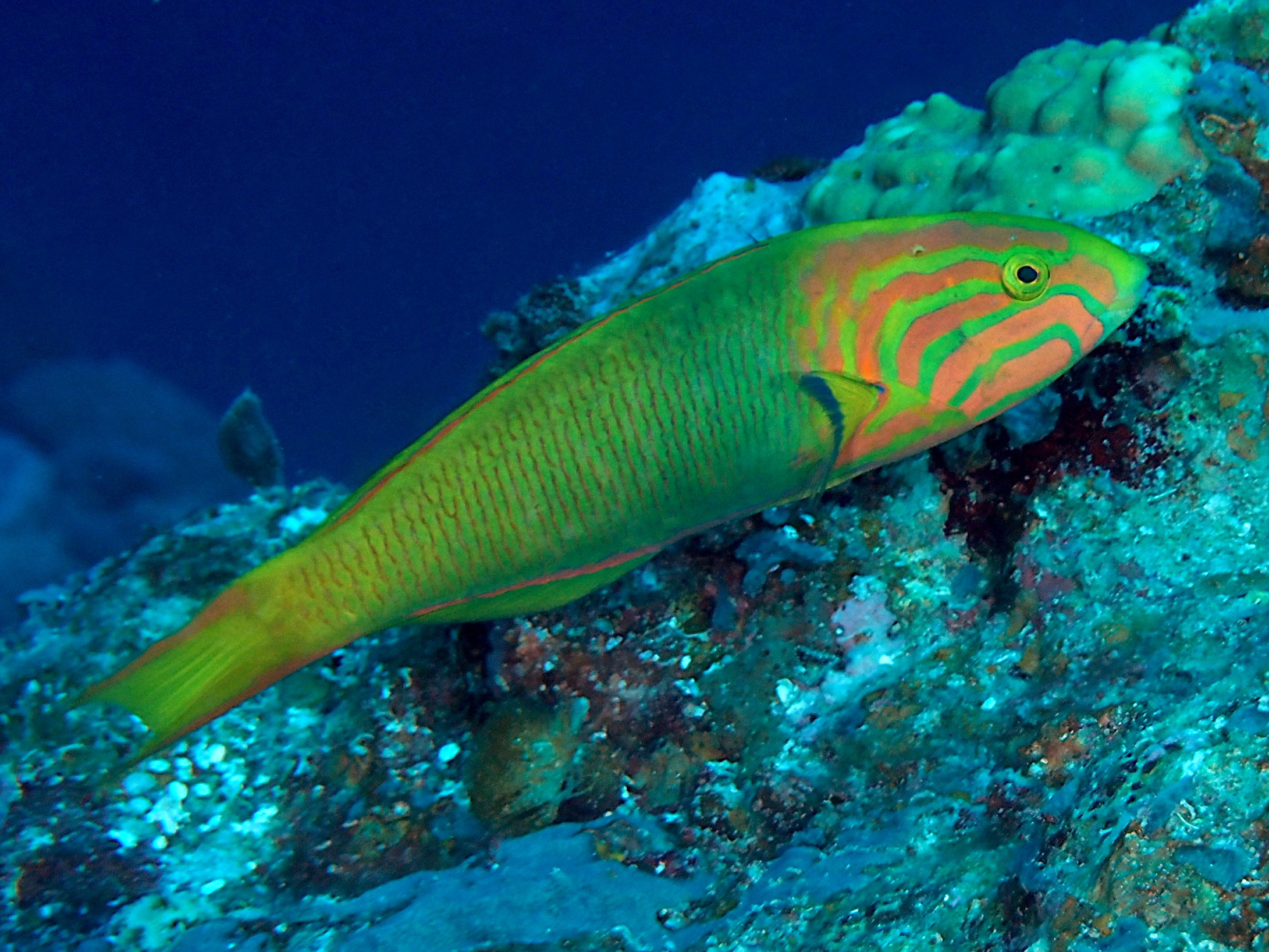 Yellow-Brown Wrasse - Thalassoma lutescens