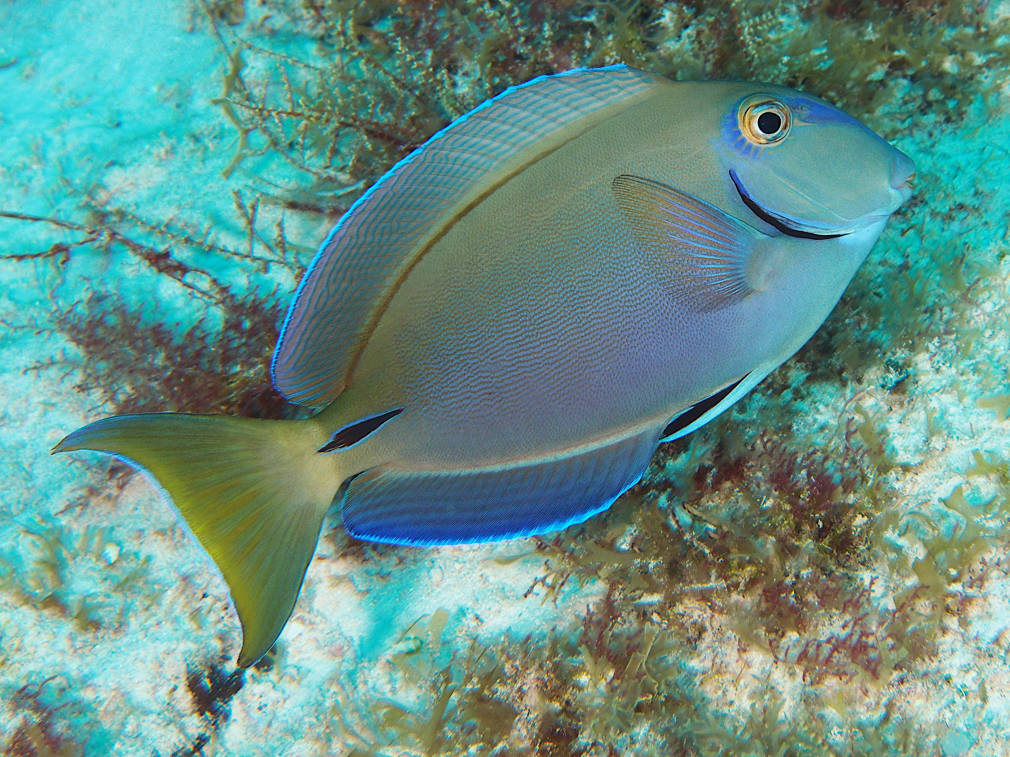 Ocean Surgeonfish - Acanthurus bahianus