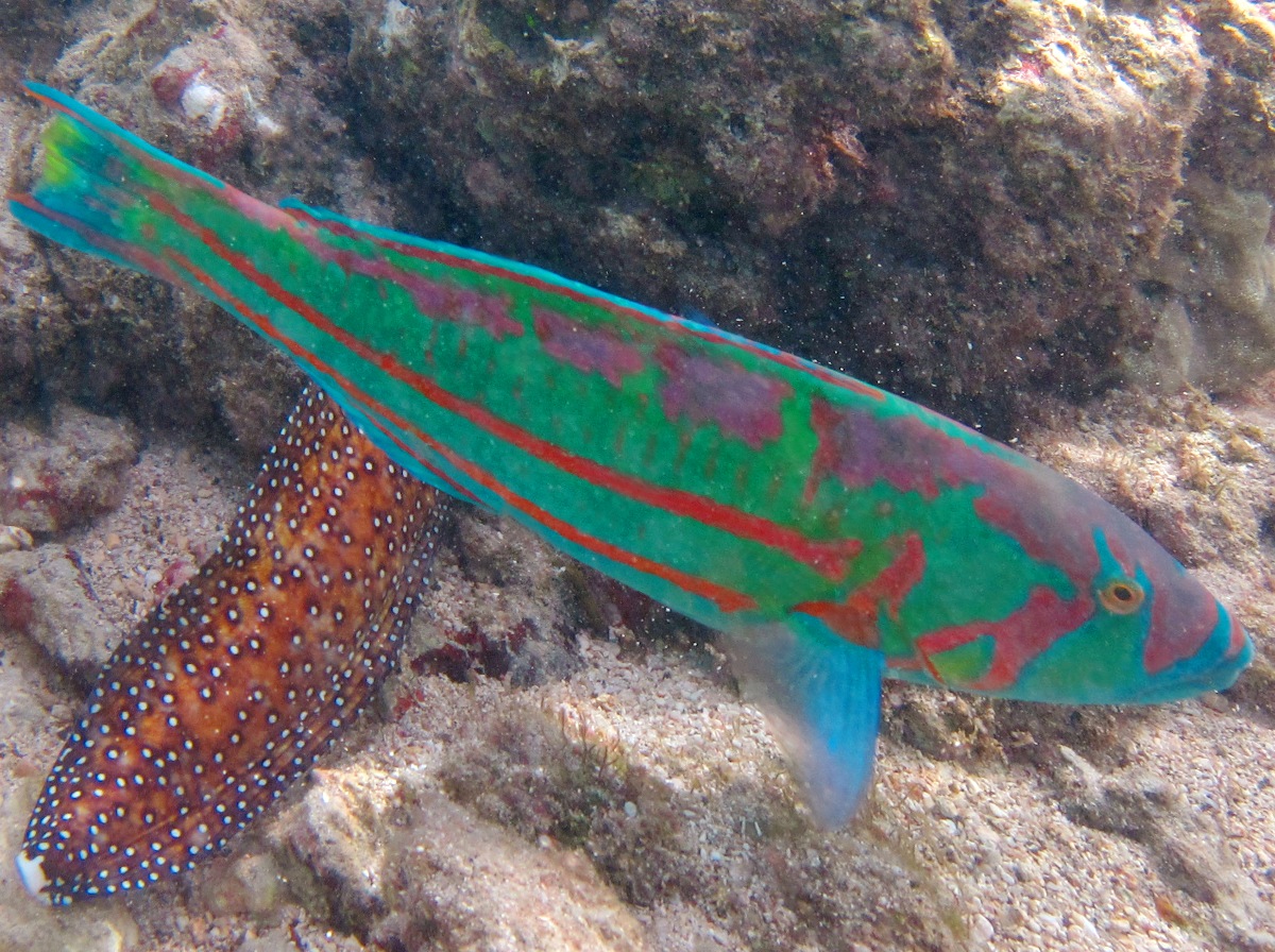 Surge Wrasse - Thalassoma purpureum