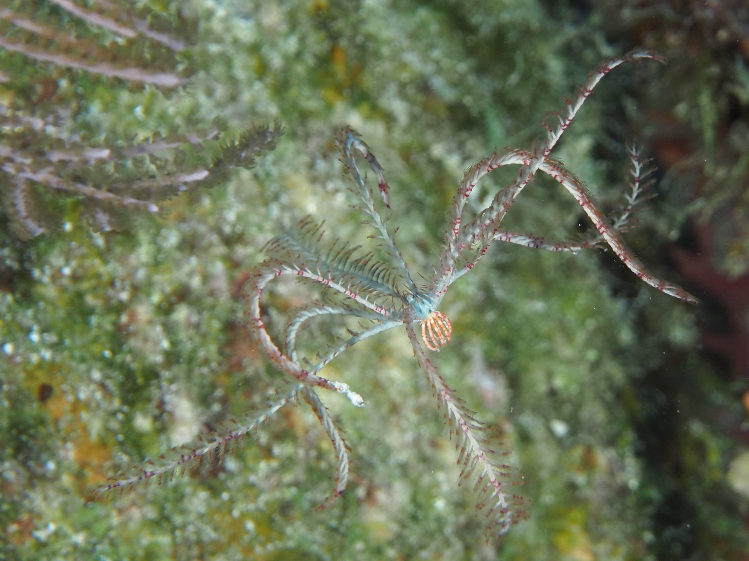 Swimming Crinoid - Analcidometra armata