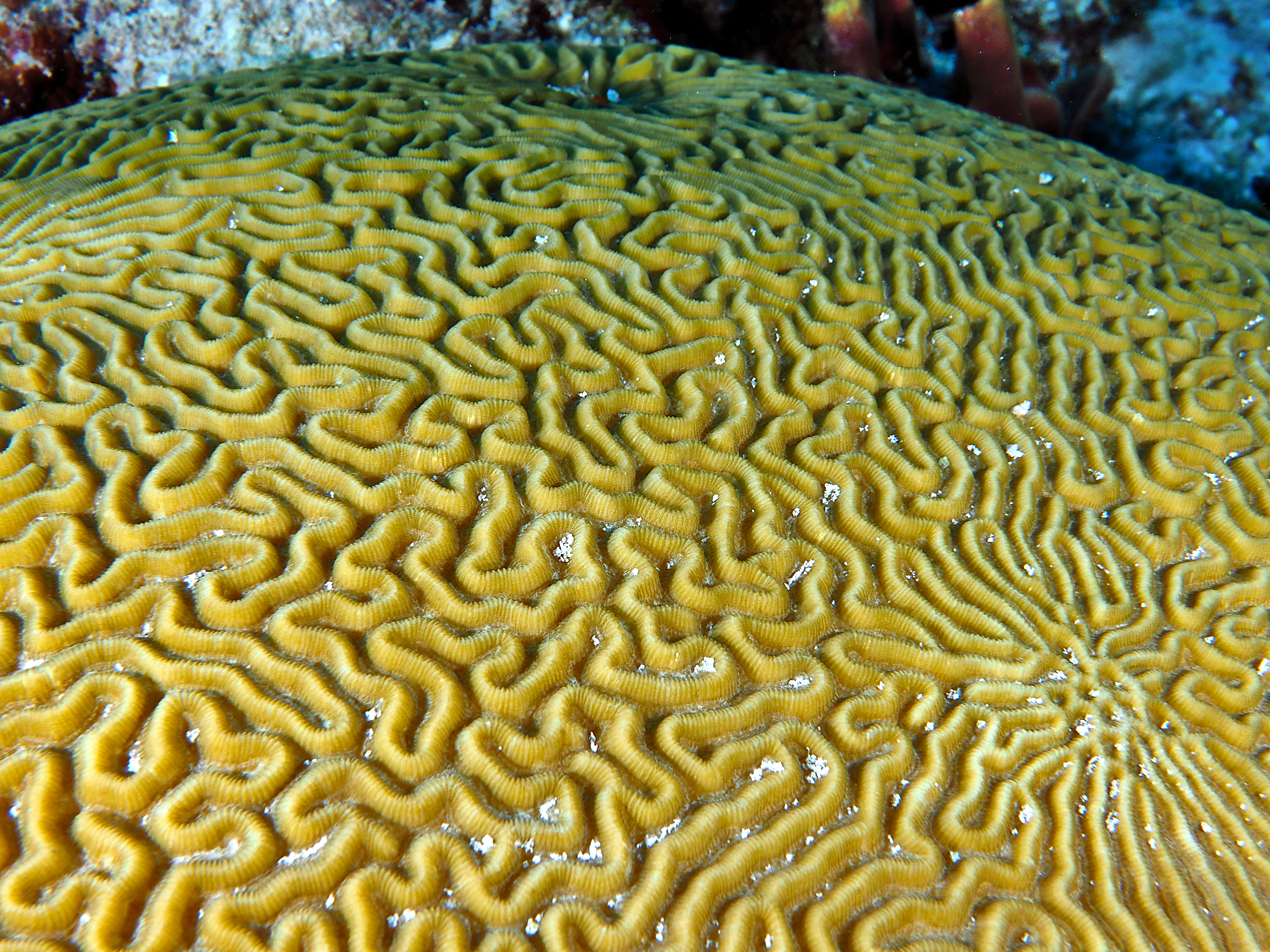 Symmetrical Brain Coral - Pseudodiploria strigosa