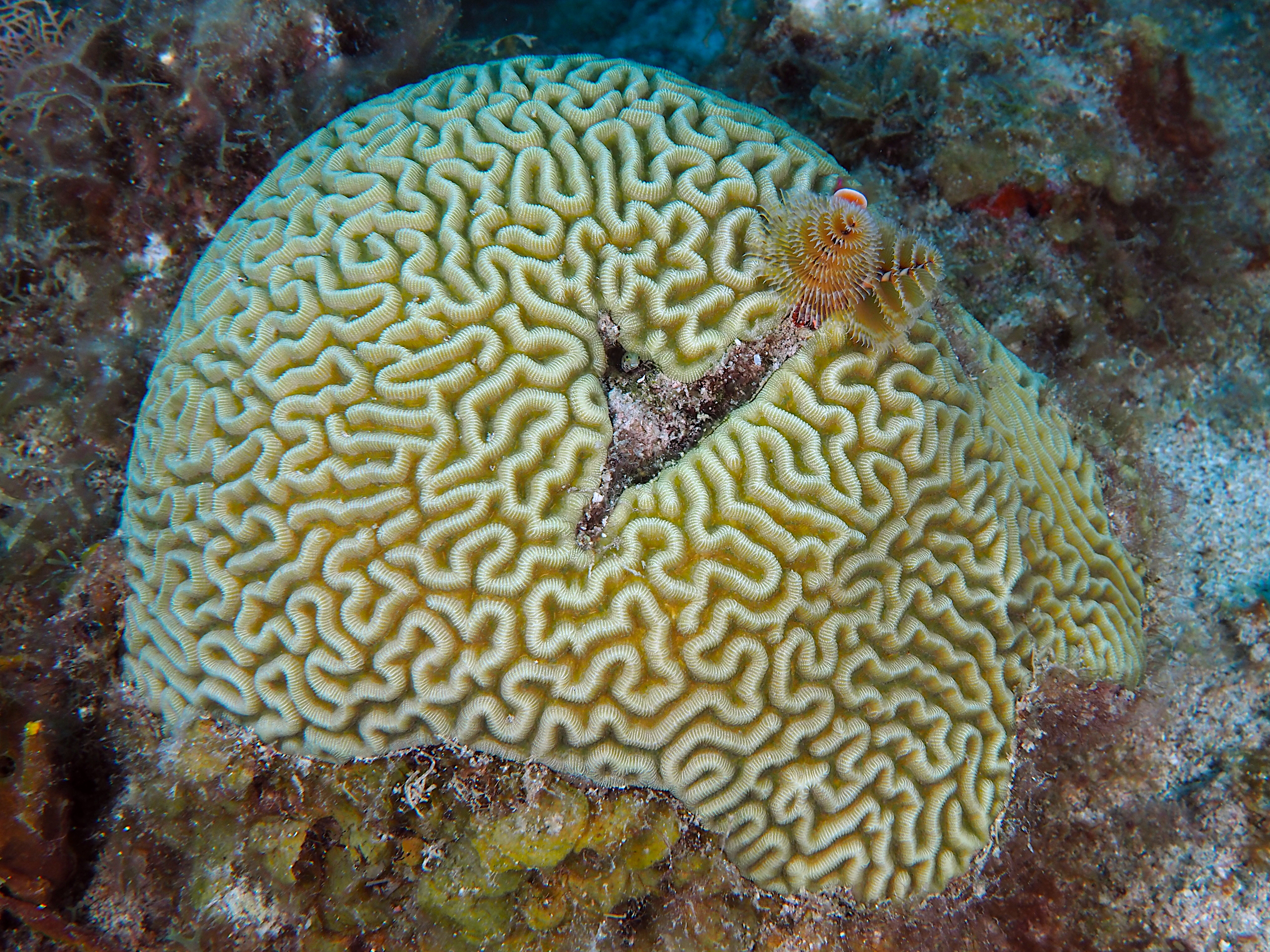 Symmetrical Brain Coral - Pseudodiploria strigosa