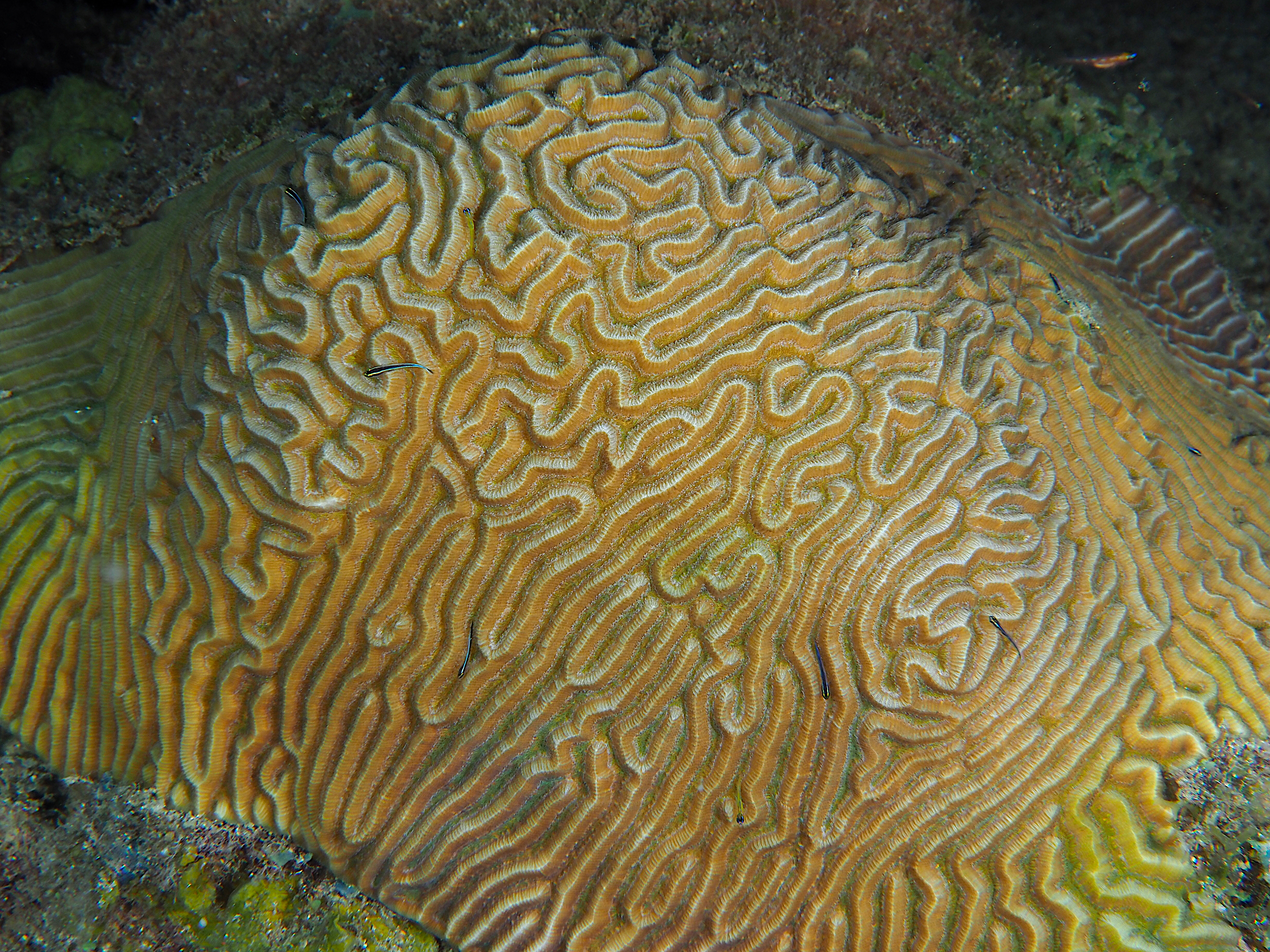 Symmetrical Brain Coral - Pseudodiploria strigosa