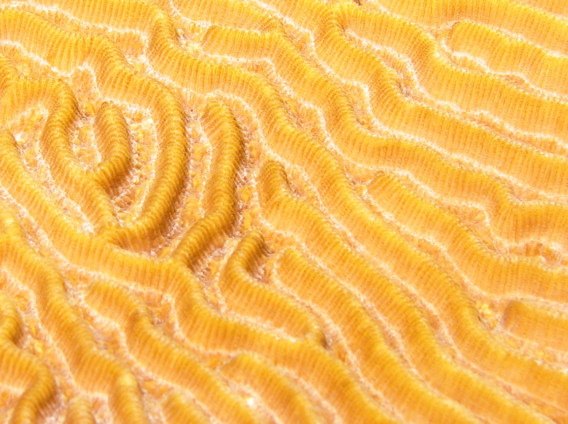 Symmetrical Brain Coral - Pseudodiploria strigosa
