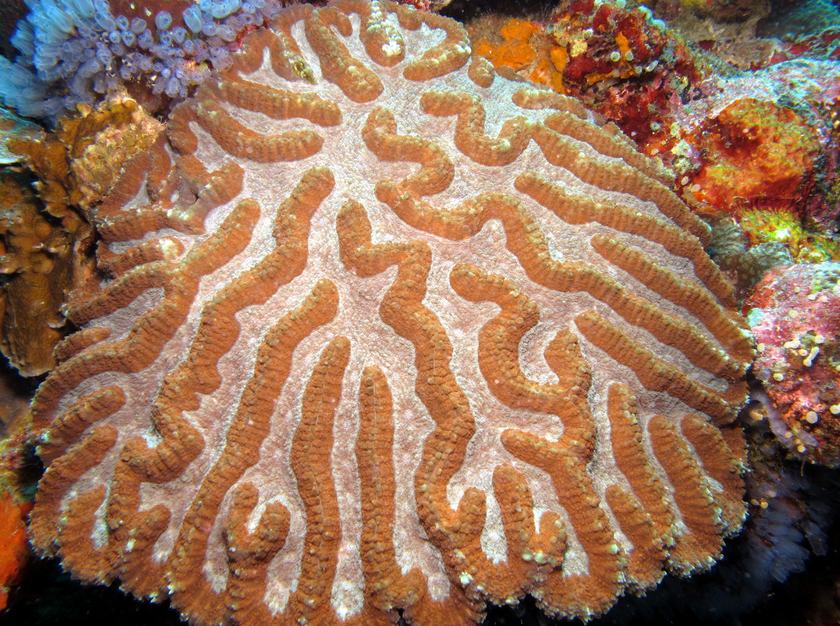 Symphyllia radians - Lobophyllia radians - Dumaguete, Philippines