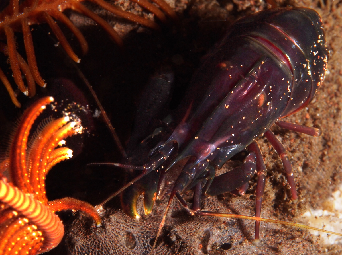 Deman's Snapping Shrimp - Synalpheus demani - Bali, Indonesia