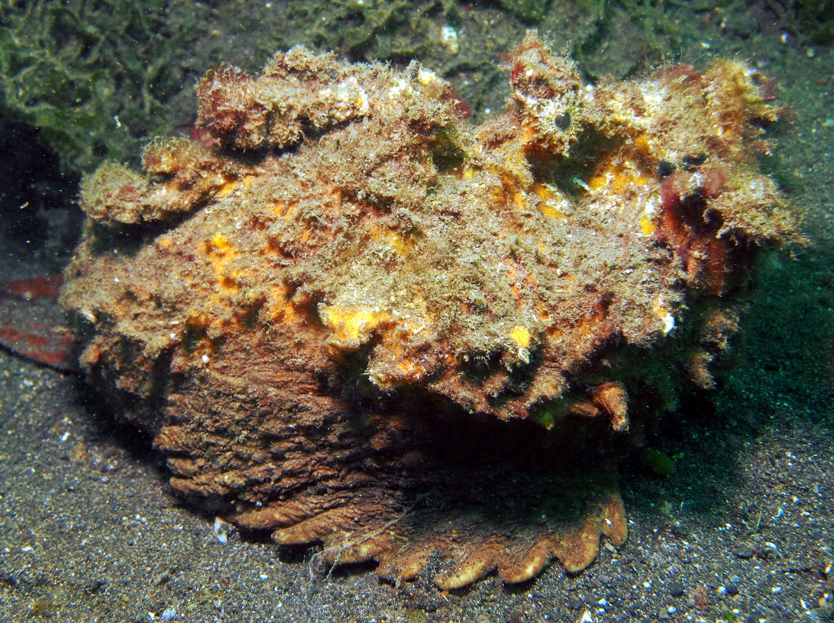Estuarine Stonefish - Synanceia horrida - Lembeh Strait, Indonesia