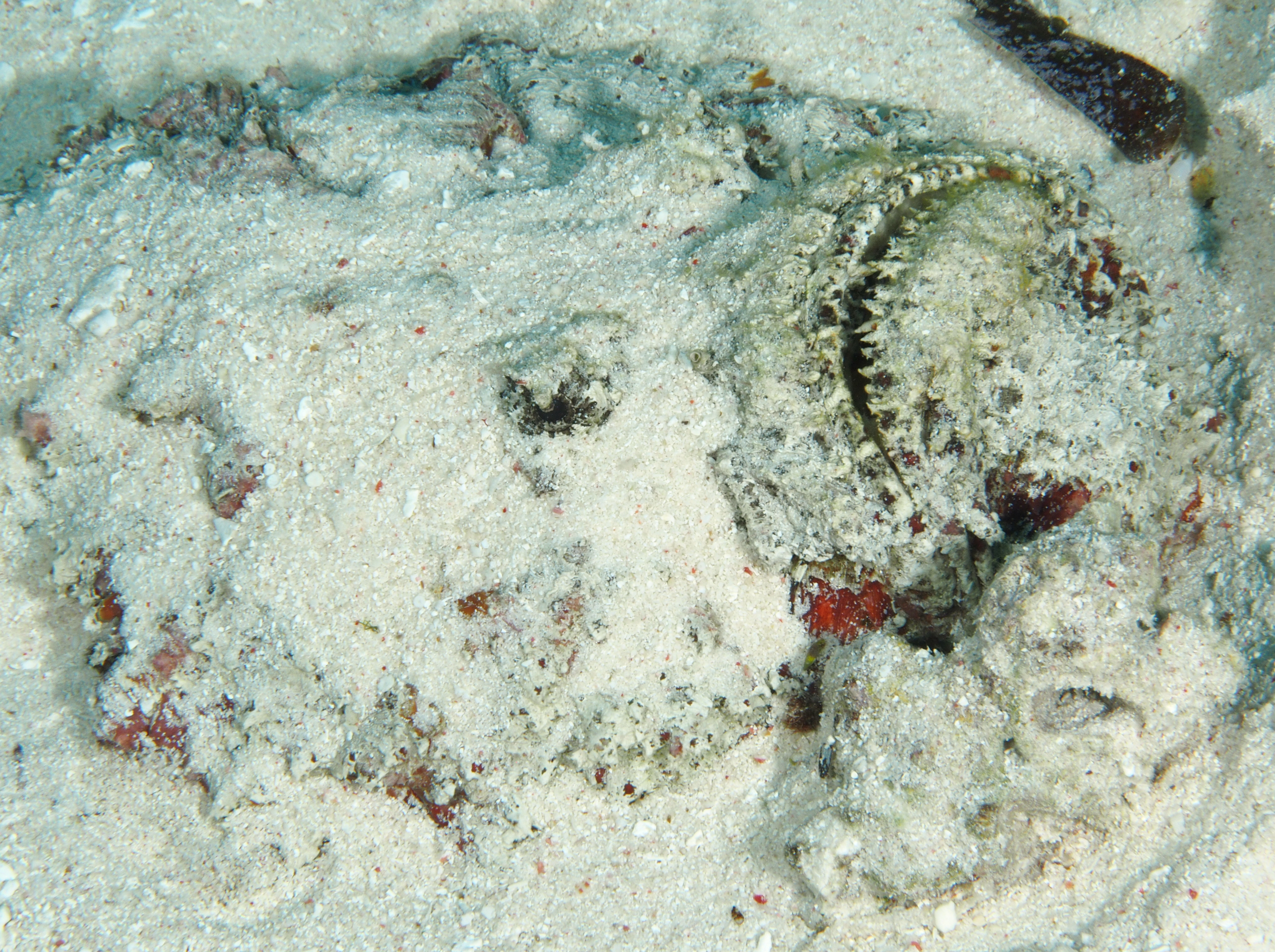 Reef Stonefish - Synanceia verrucosa