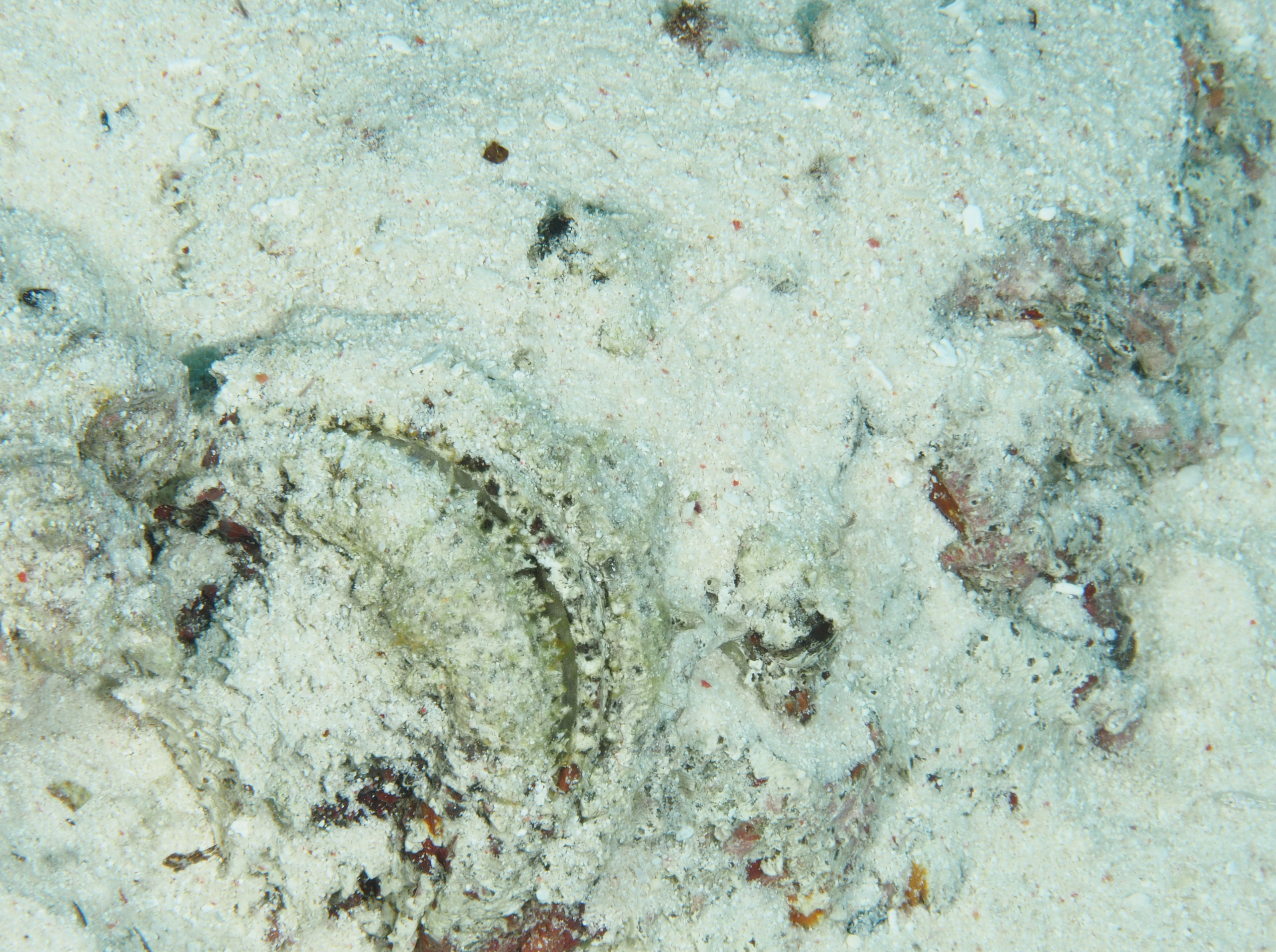 Reef Stonefish - Synanceia verrucosa