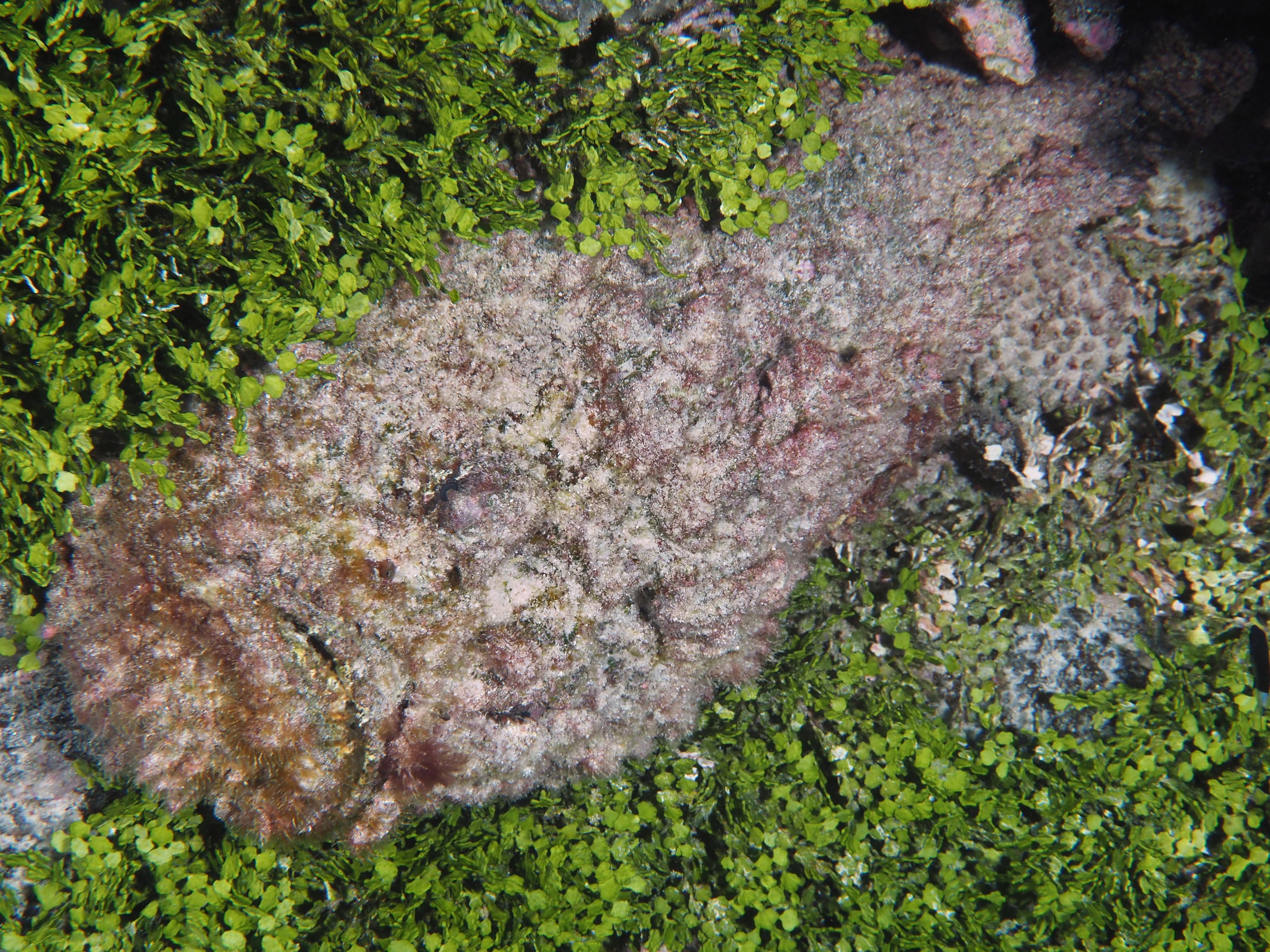 Reef Stonefish - Synanceia verrucosa