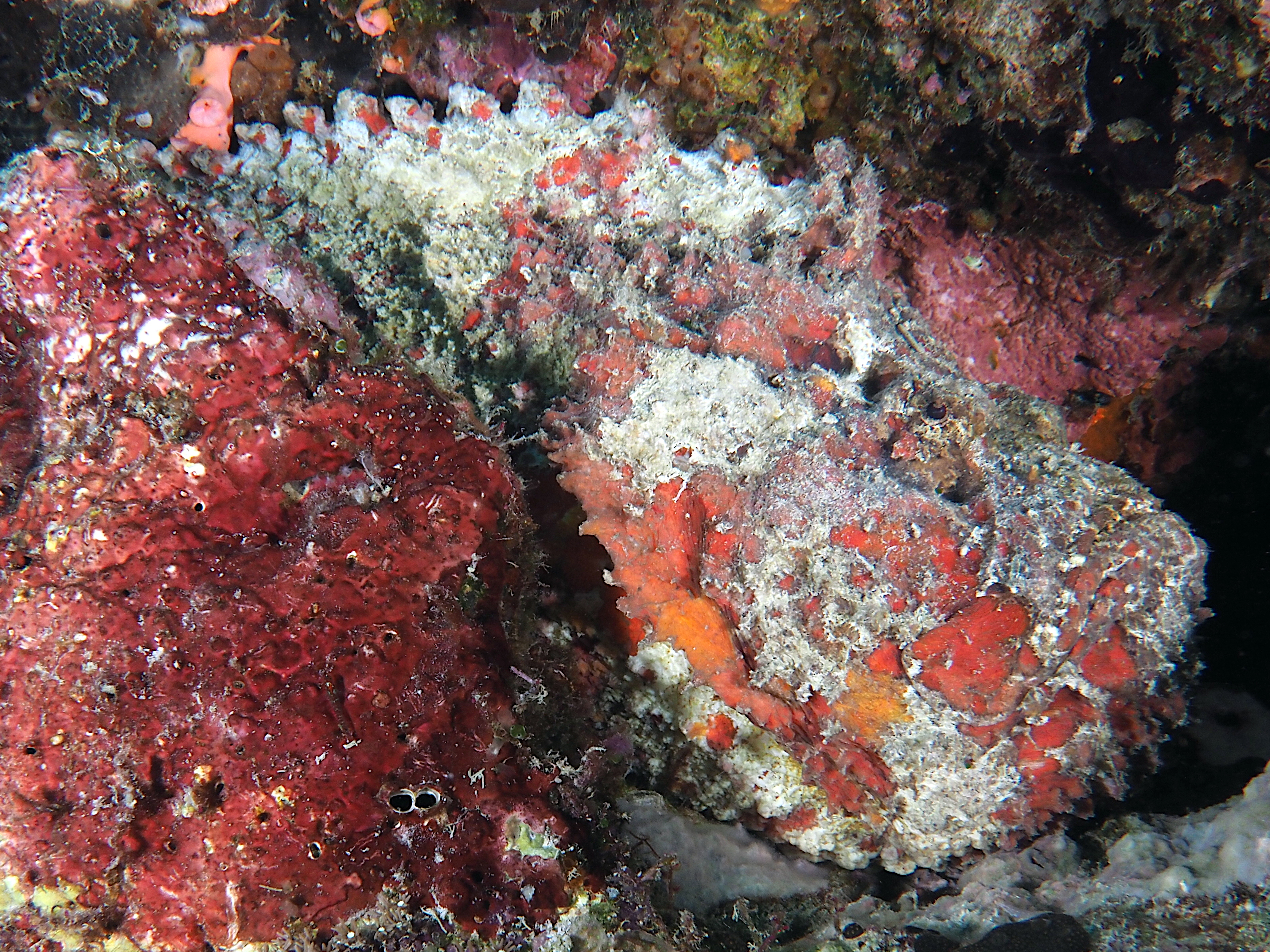 Reef Stonefish - Synanceia verrucosa