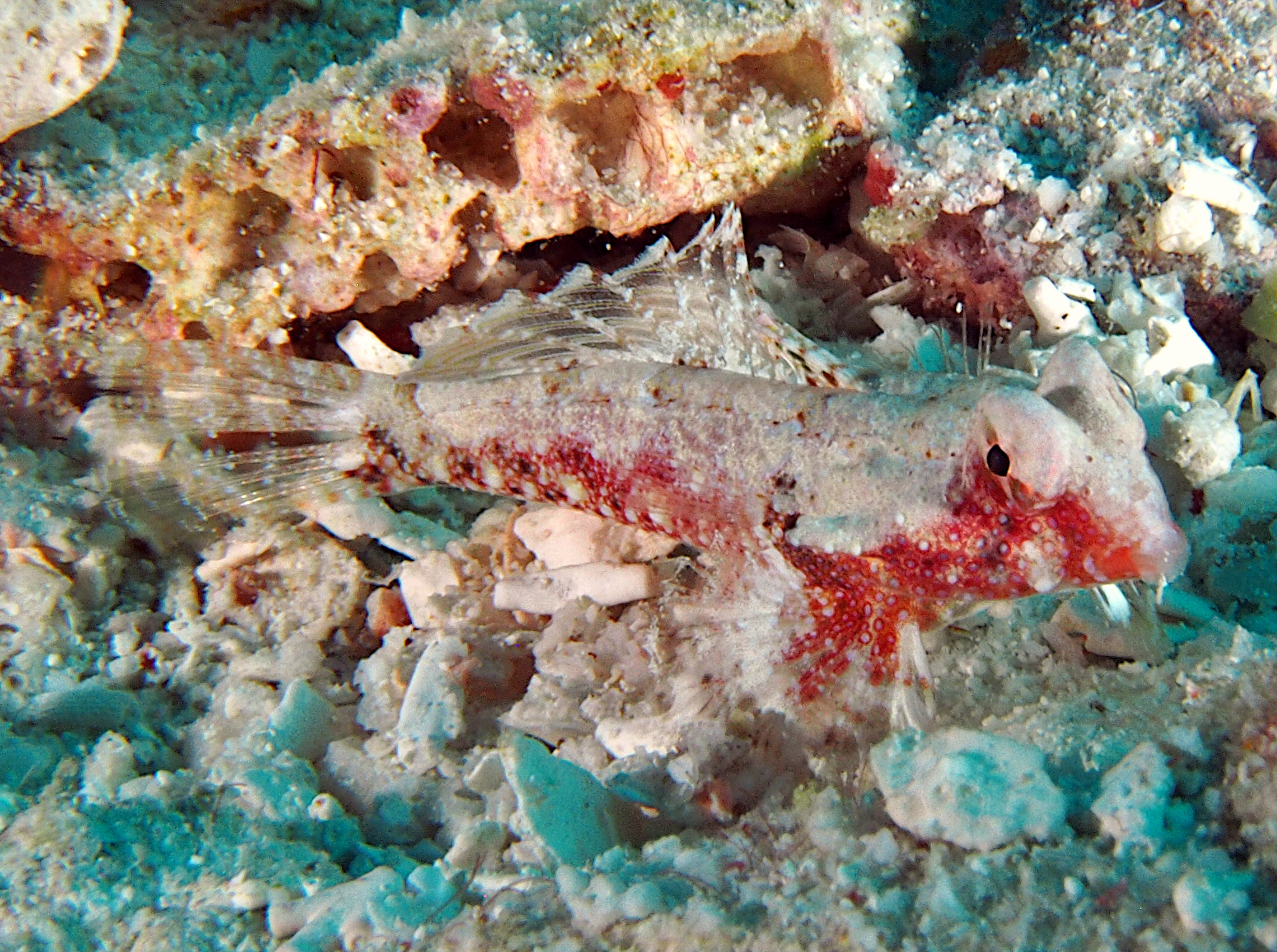 Bartel's Dragonet - Synchiropus bartelsi - Wakatobi, Indonesia