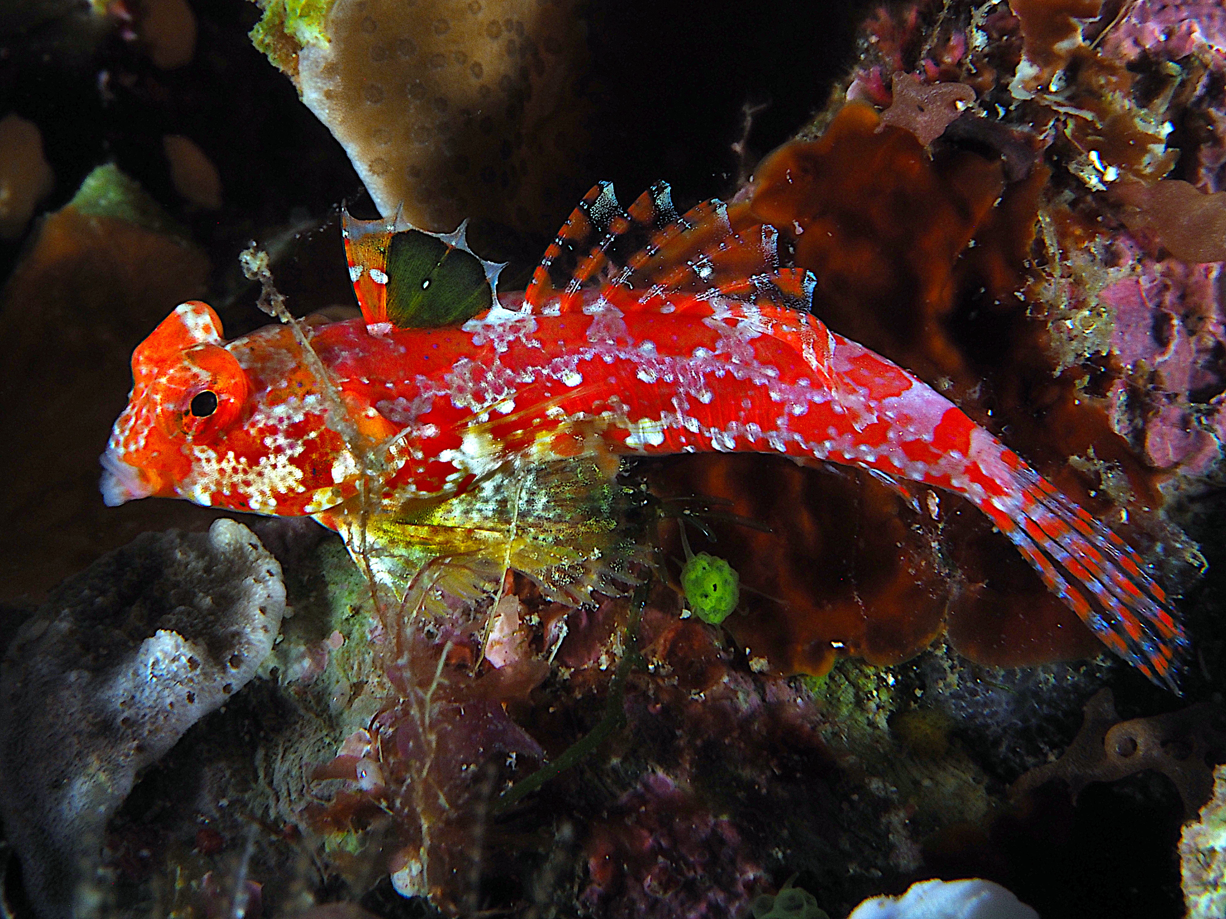 Pacific Starry Dragonet - Synchiropus moyeri - Komodo, Indonesia