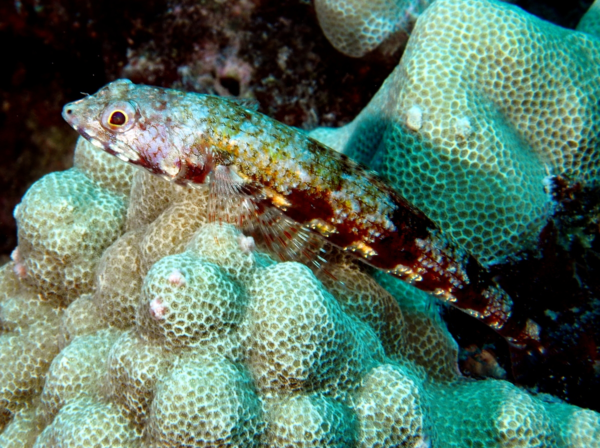 Twospot Lizardfish - Synodus binotatus