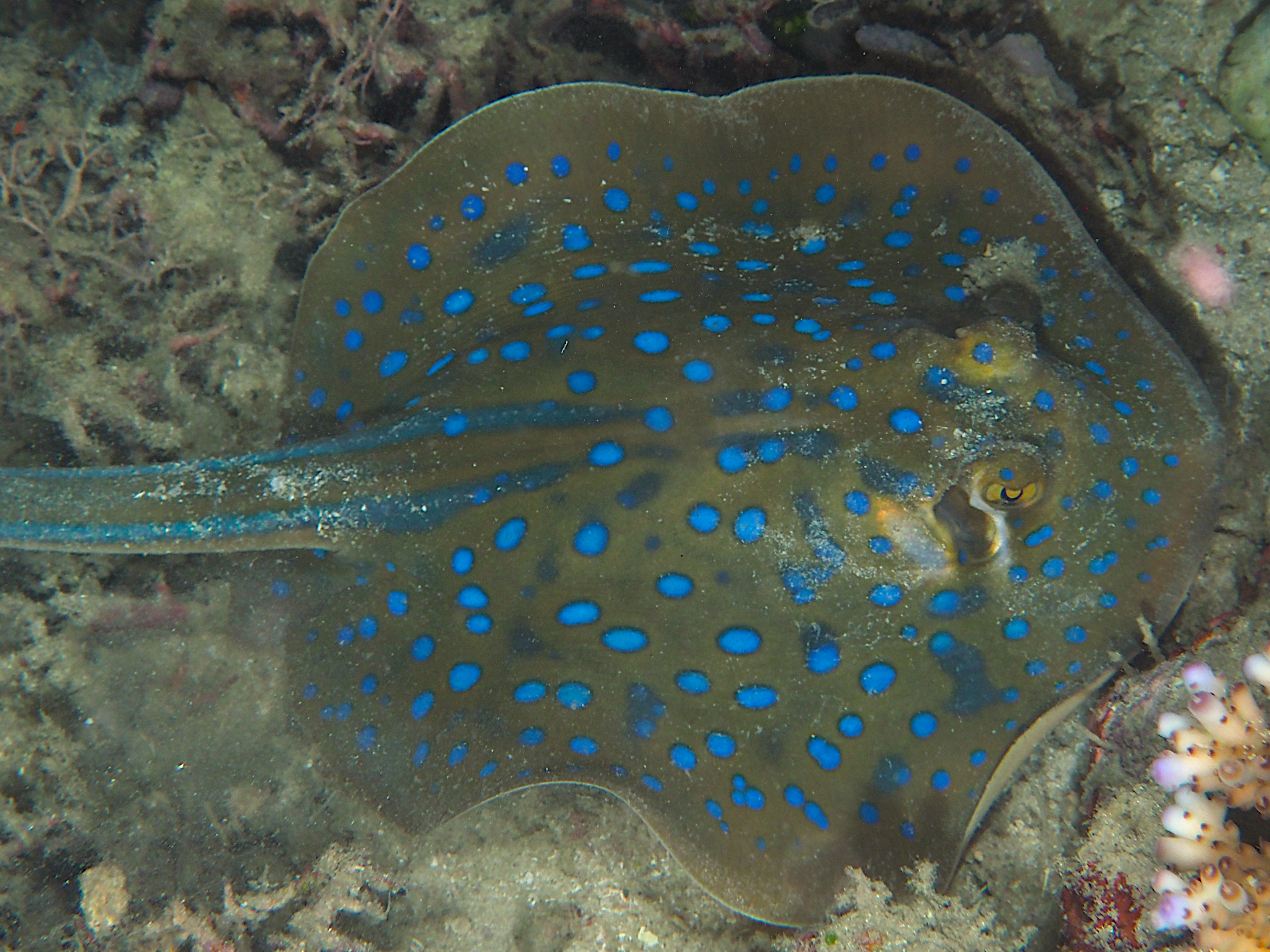 Bluespotted Ribbontail Ray - Taeniura lymma