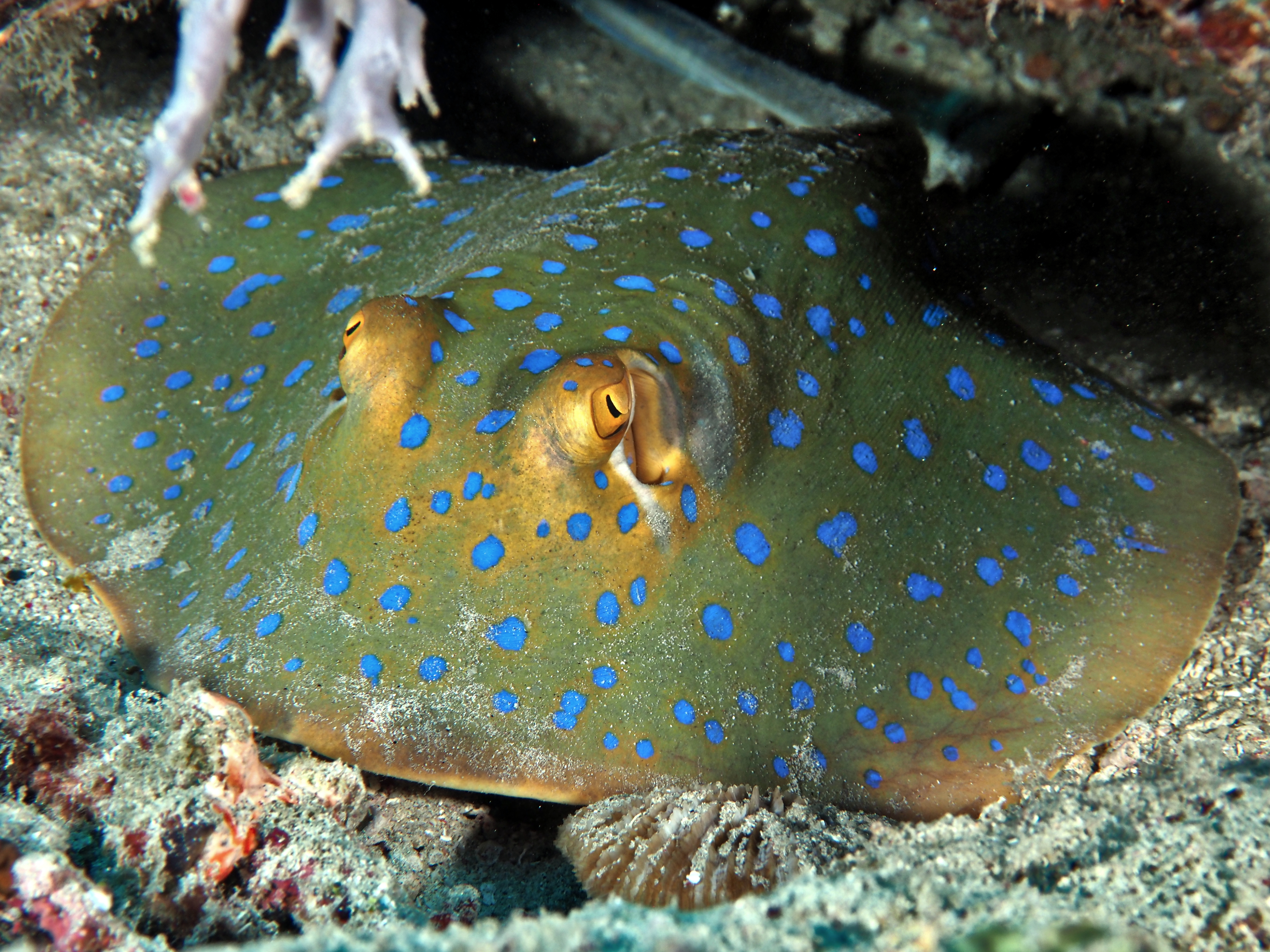 Bluespotted Ribbontail Ray - Taeniura lymma